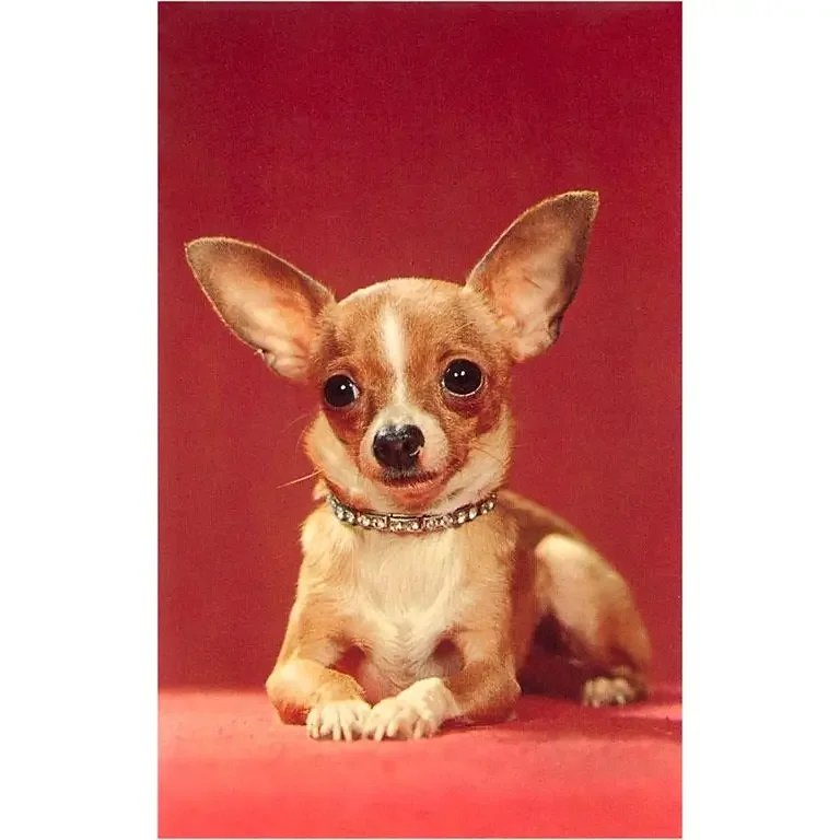 Chihuahua Postcard