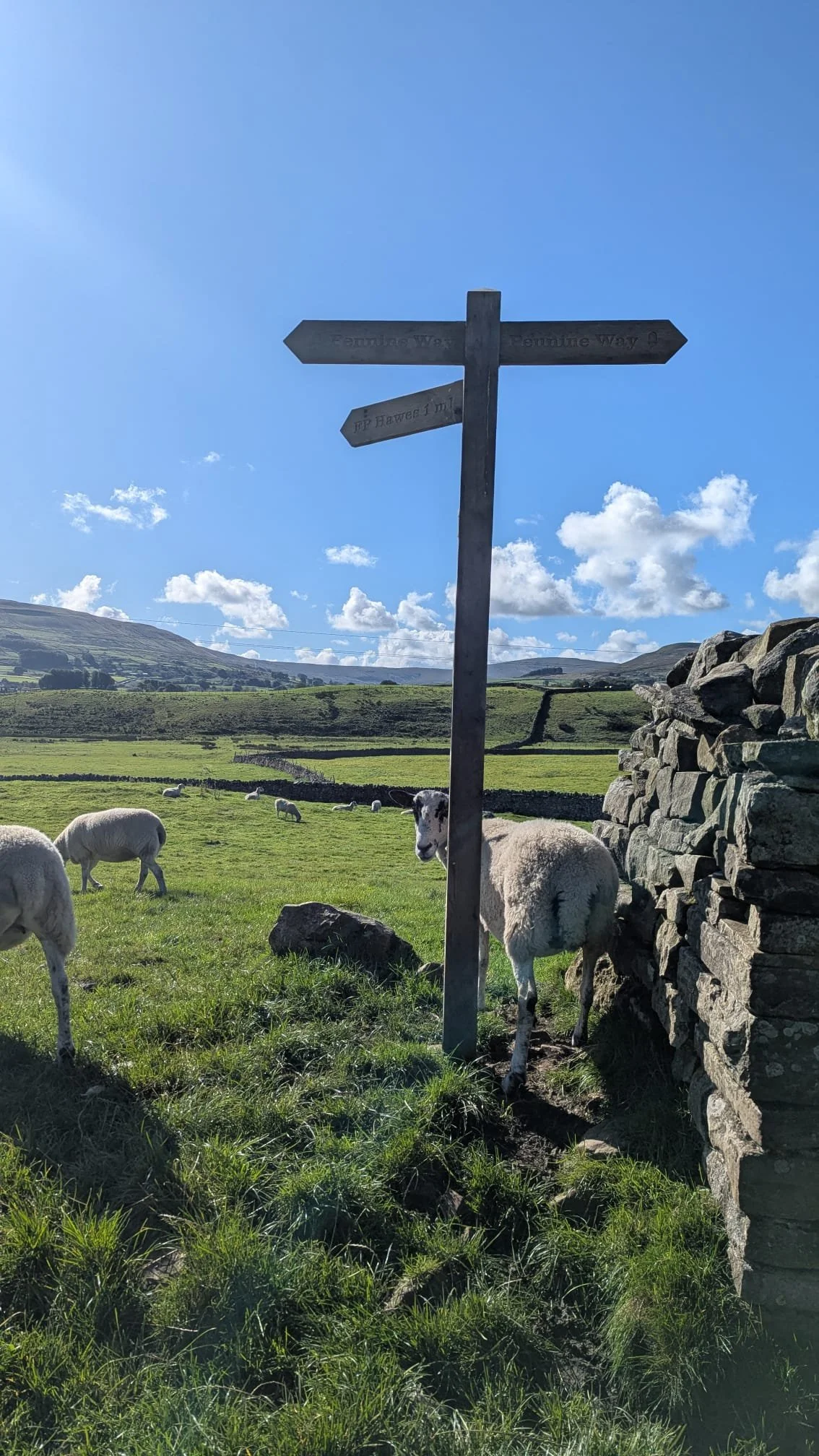 Yorkshire dales, sheep at the bottom of a direction sign