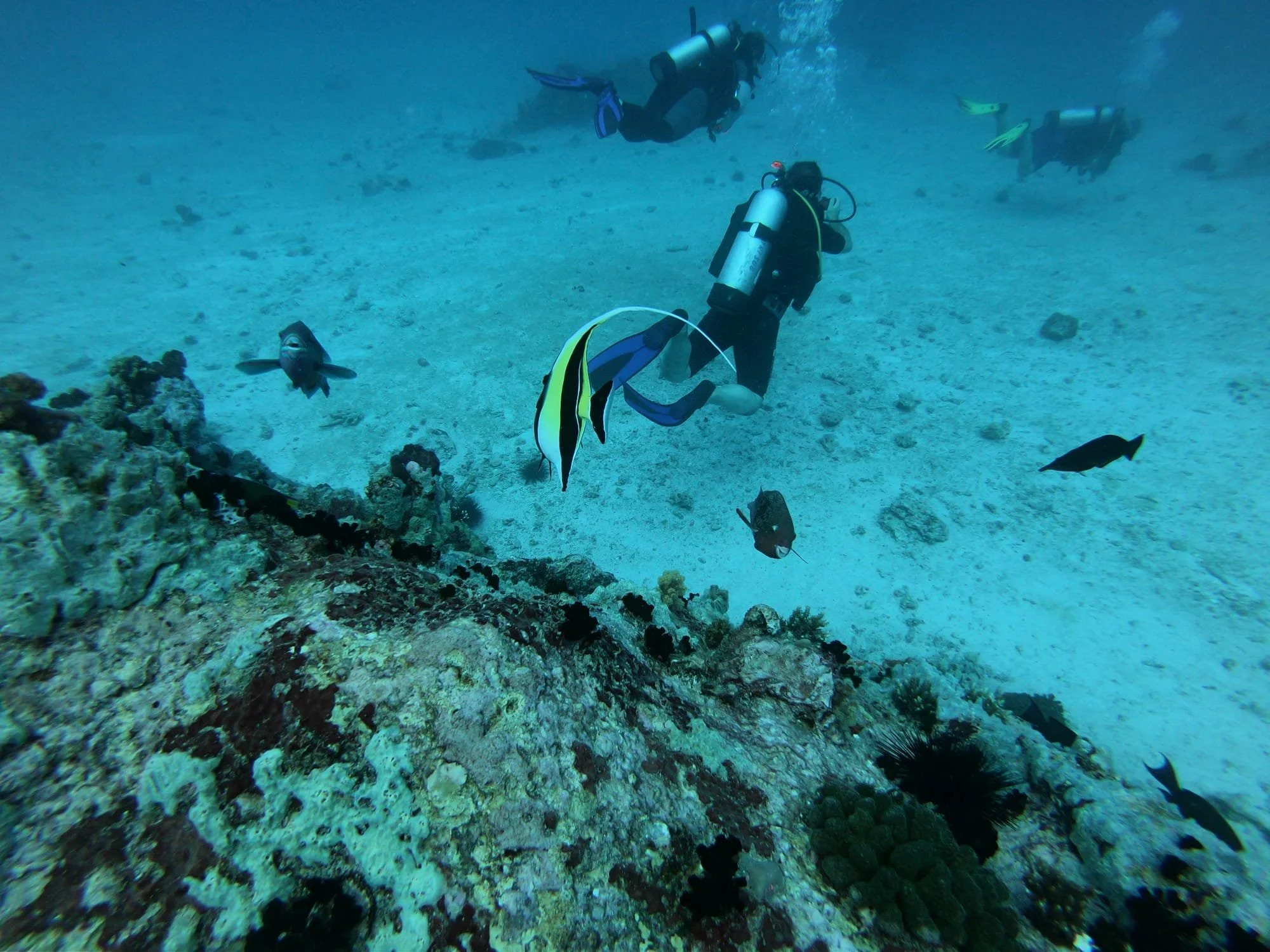 Gail Glennie scuba diving with a Moorish Idol and a curious fish