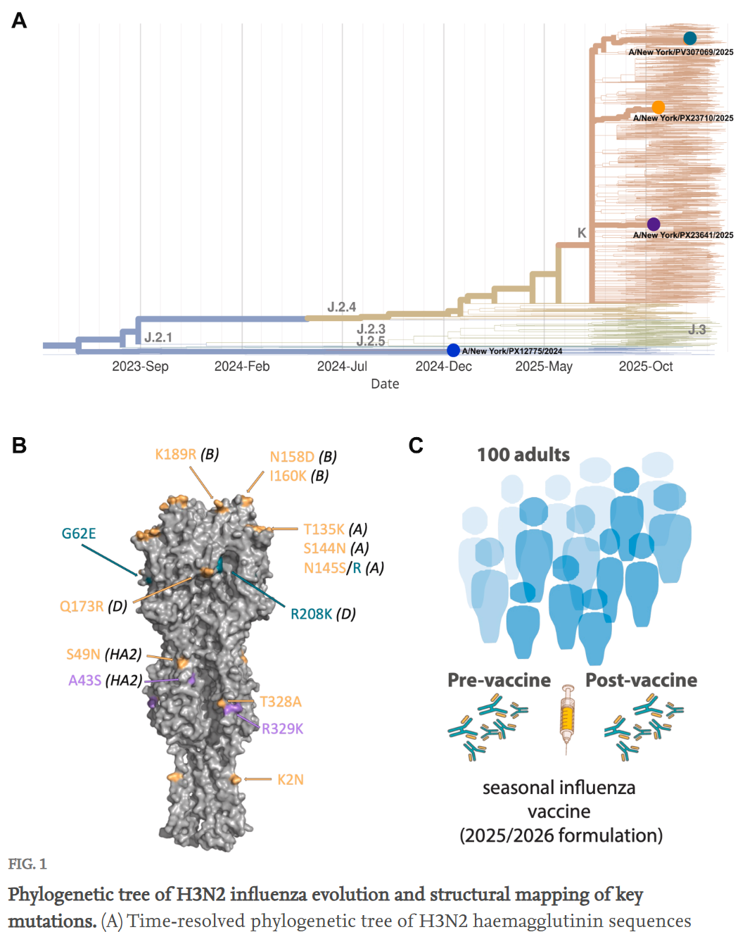 Fast and FLU-rious: Subclade K