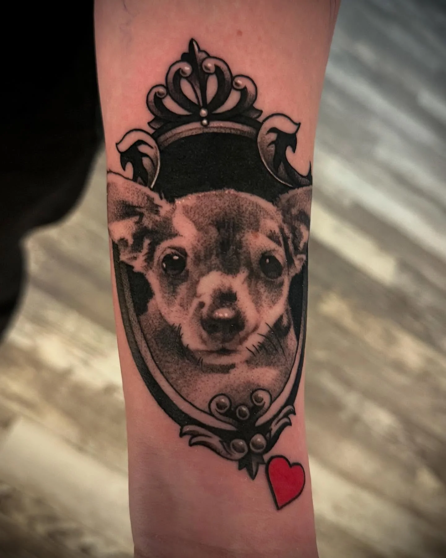 Walley.

#dog #puppy #puppyportrait #portrait #memorialtattoo #black #blackandwhite #blackandgreytattoo #whipshade #tattoo #armtattoo #tattoo @deadsiree