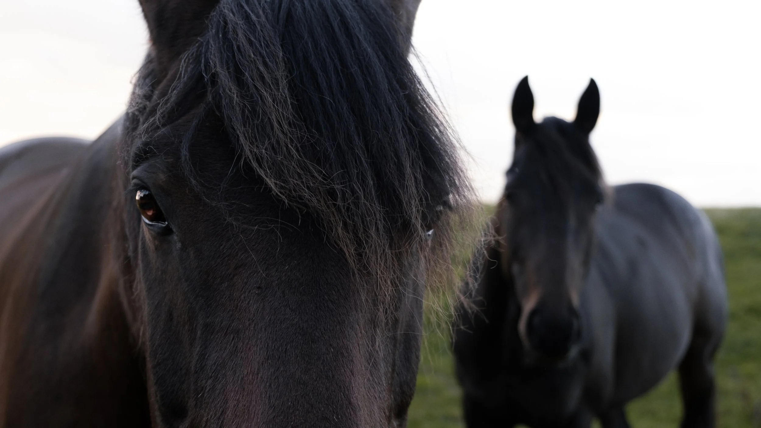 Moss - Horses | Photography