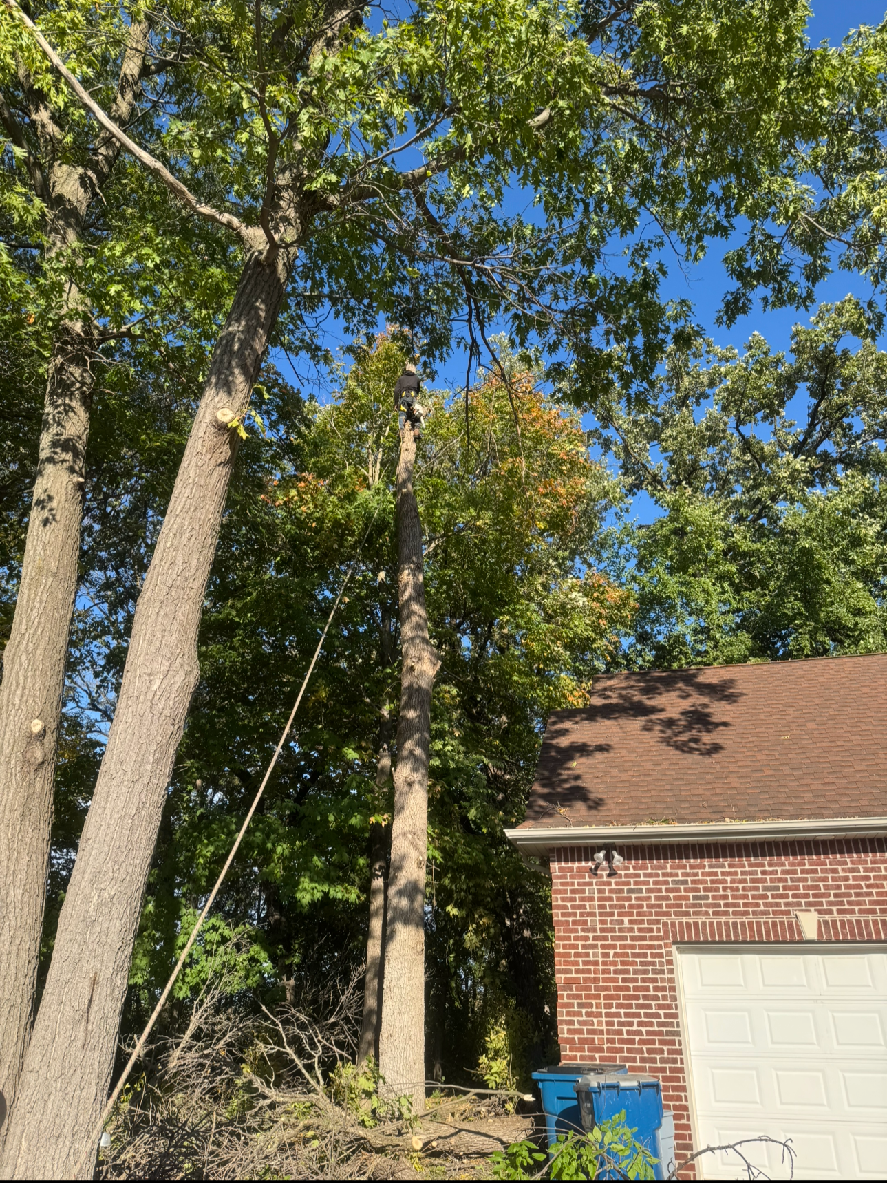 Tree climber cutting branches high in a tree next to a house with a brick exterior and a white garage door, under a clear blue sky.
