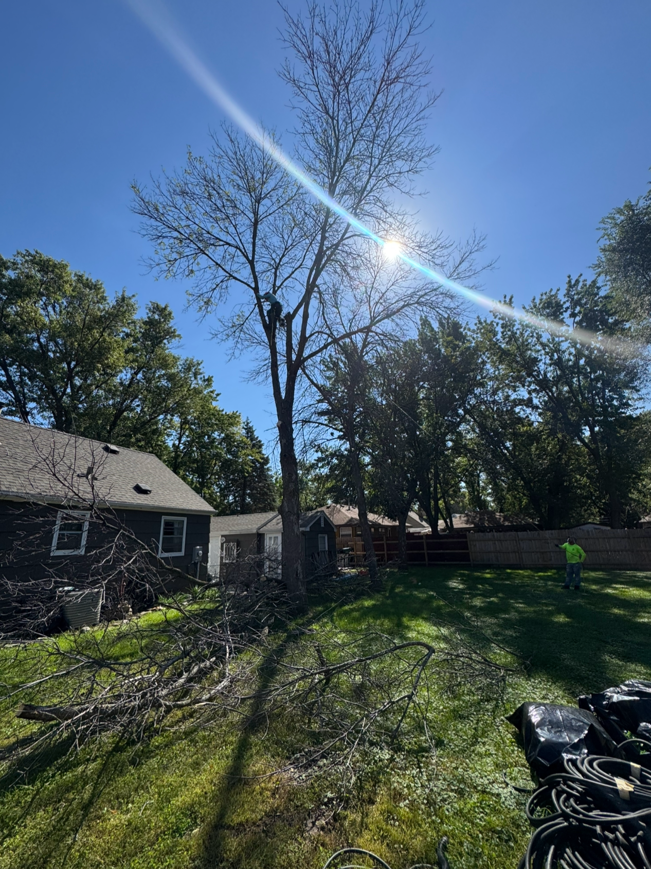 A backyard scene with fallen tree branches, a person cutting a tree in the distance, and a tall, leafless tree under a bright blue sky with a sunbeam.