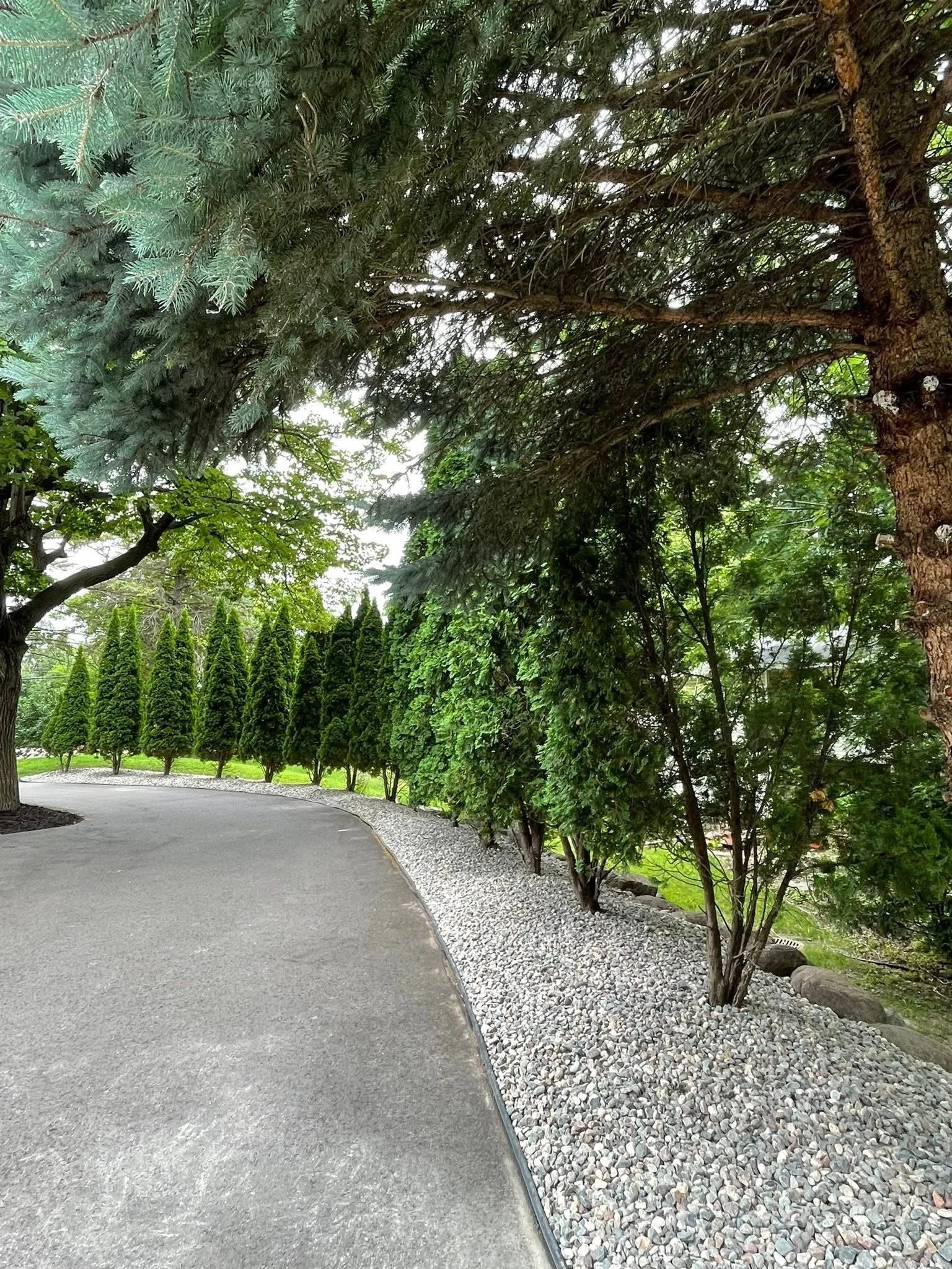Curving pathway lined with tall, neatly trimmed trees and a border of white gravel, under a canopy of large, dense green trees.