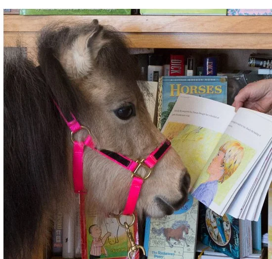 A mini horse with a brown and white coat and a pink halter looks at a children's book being read to it.