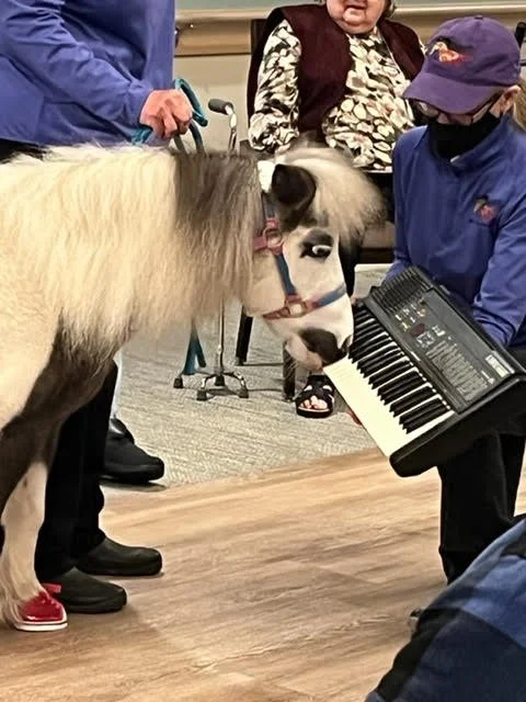 A miniature horse, playing a keyboard with its nose while people around watch.