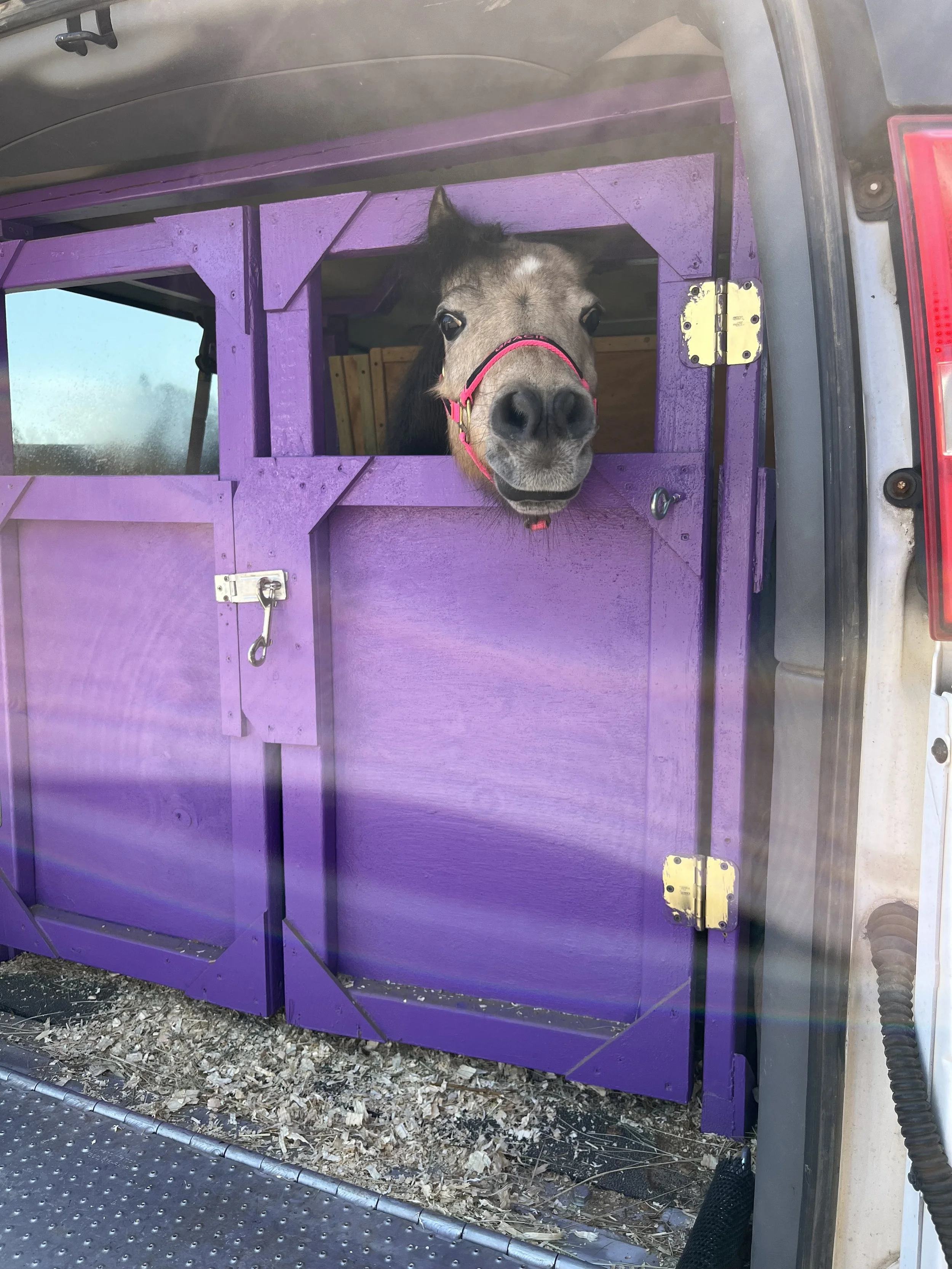 Gracie in van.jpg