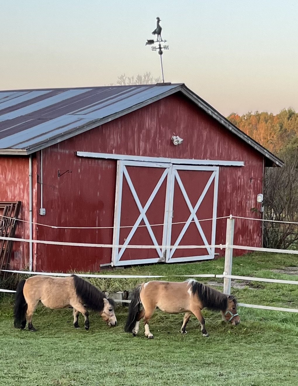 Gracie and Mini Scout outside.jpg