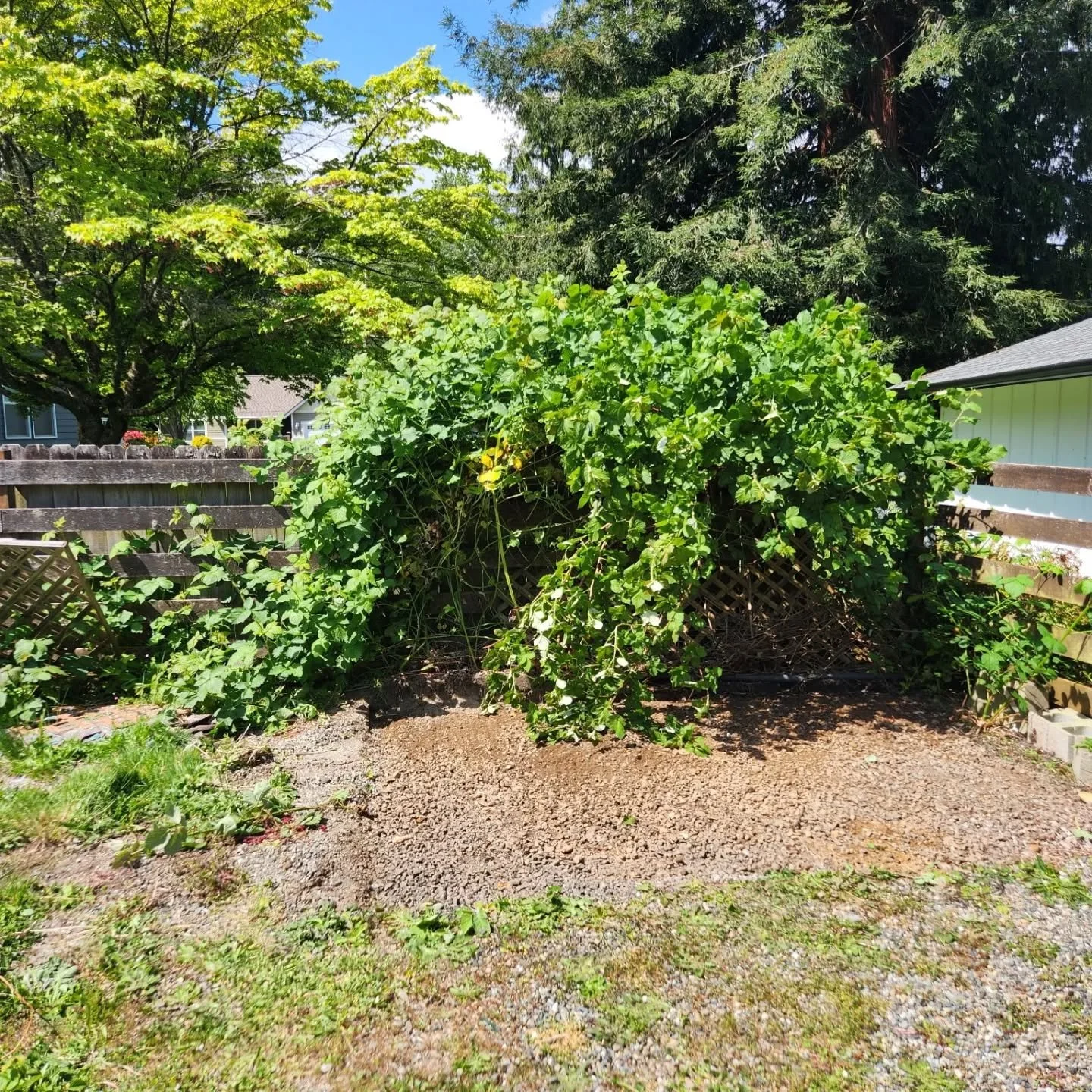 yard shed after