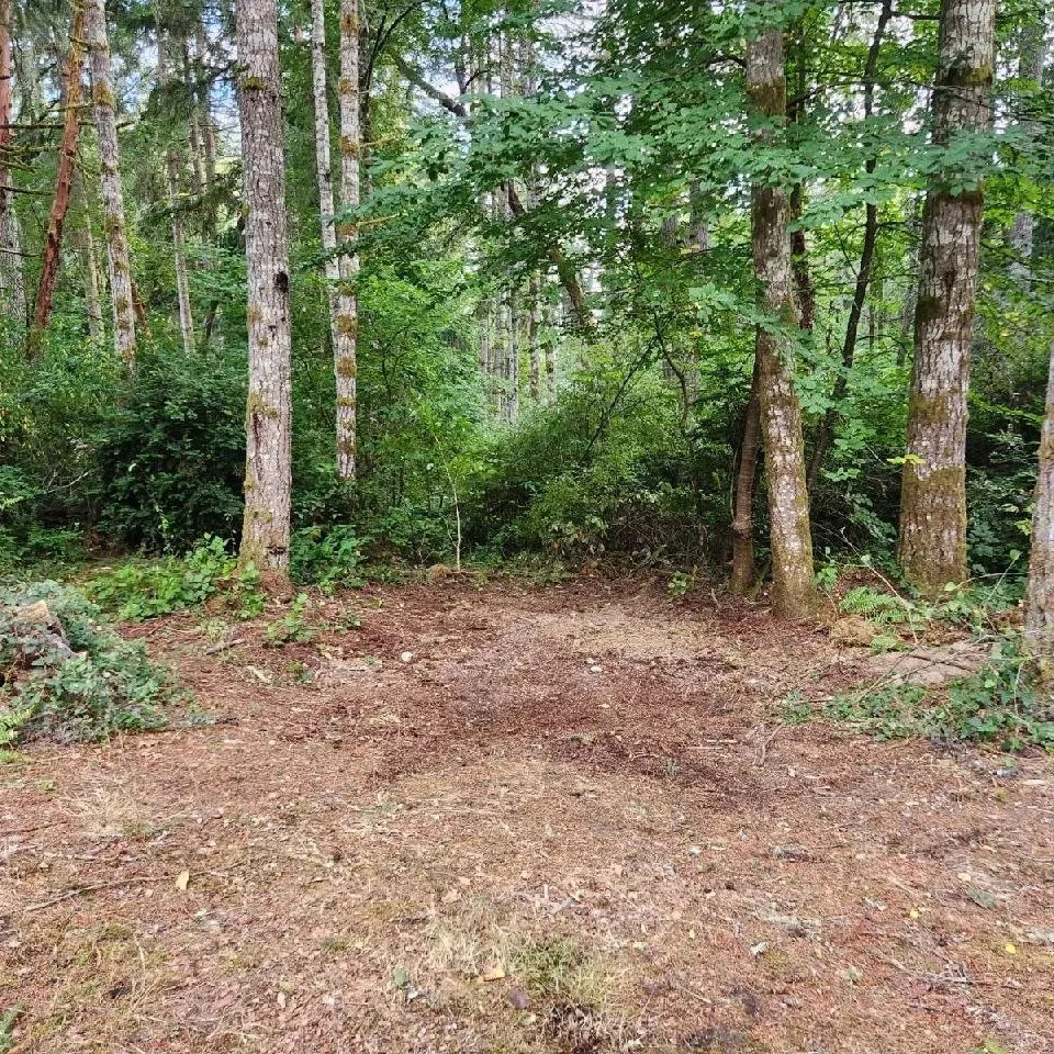 backyard shed removal after