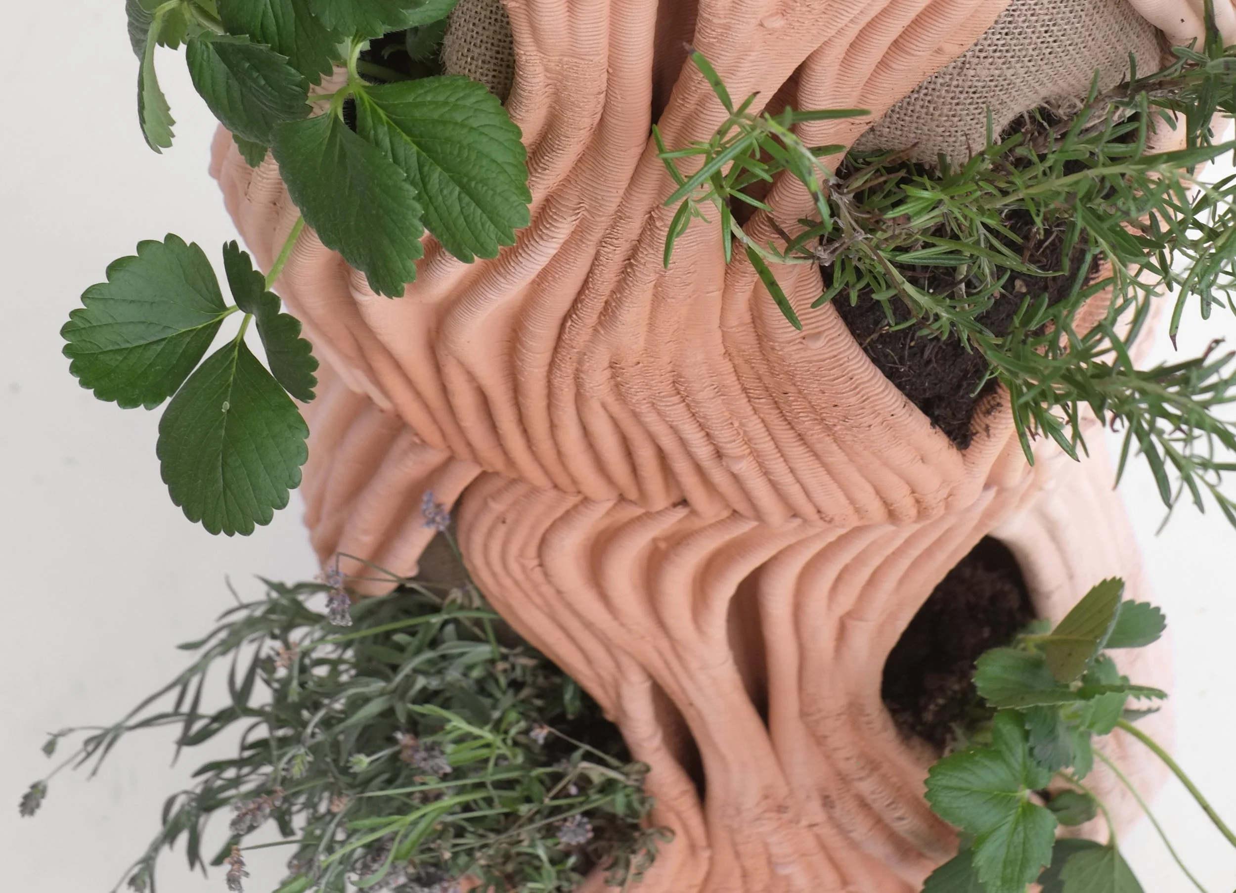 Close-up of potted herbs in a textured, blush-colored ceramic planter with a wavy design.