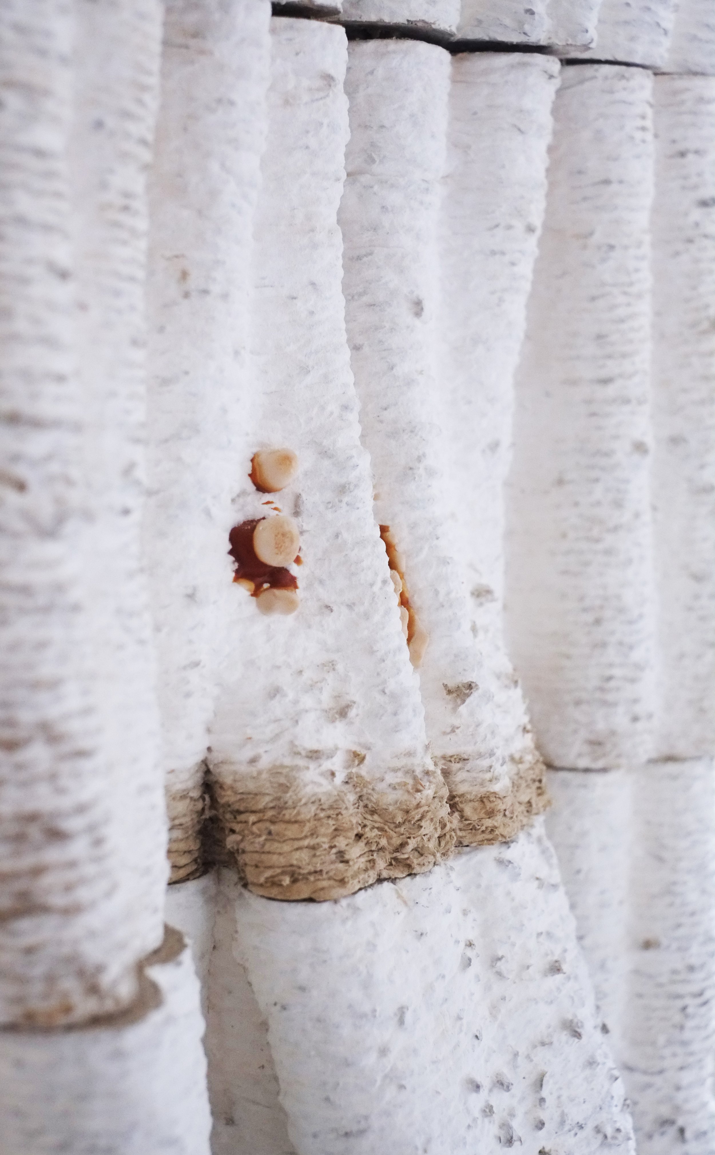 Blast Studio_ Close Up on the Tree Column and its fruiting mushrooms_2.jpg