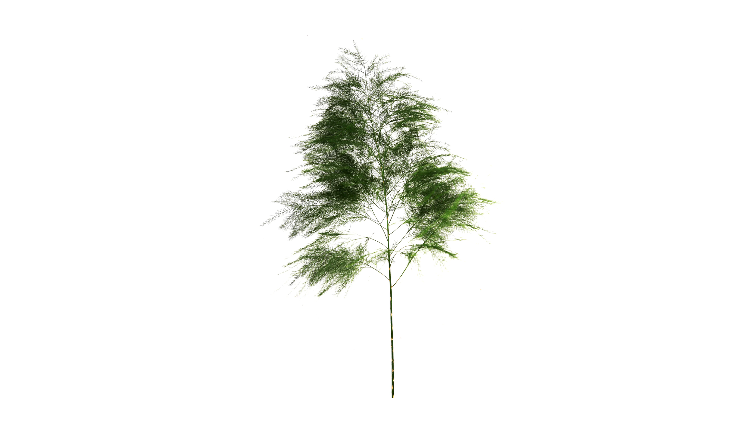 Tree Fern-01.png