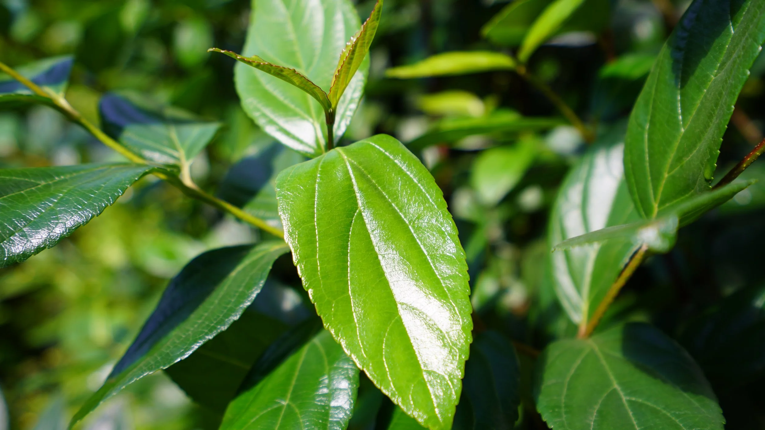 Spring Awakening: The Essential Foliage for Seasonal Designs