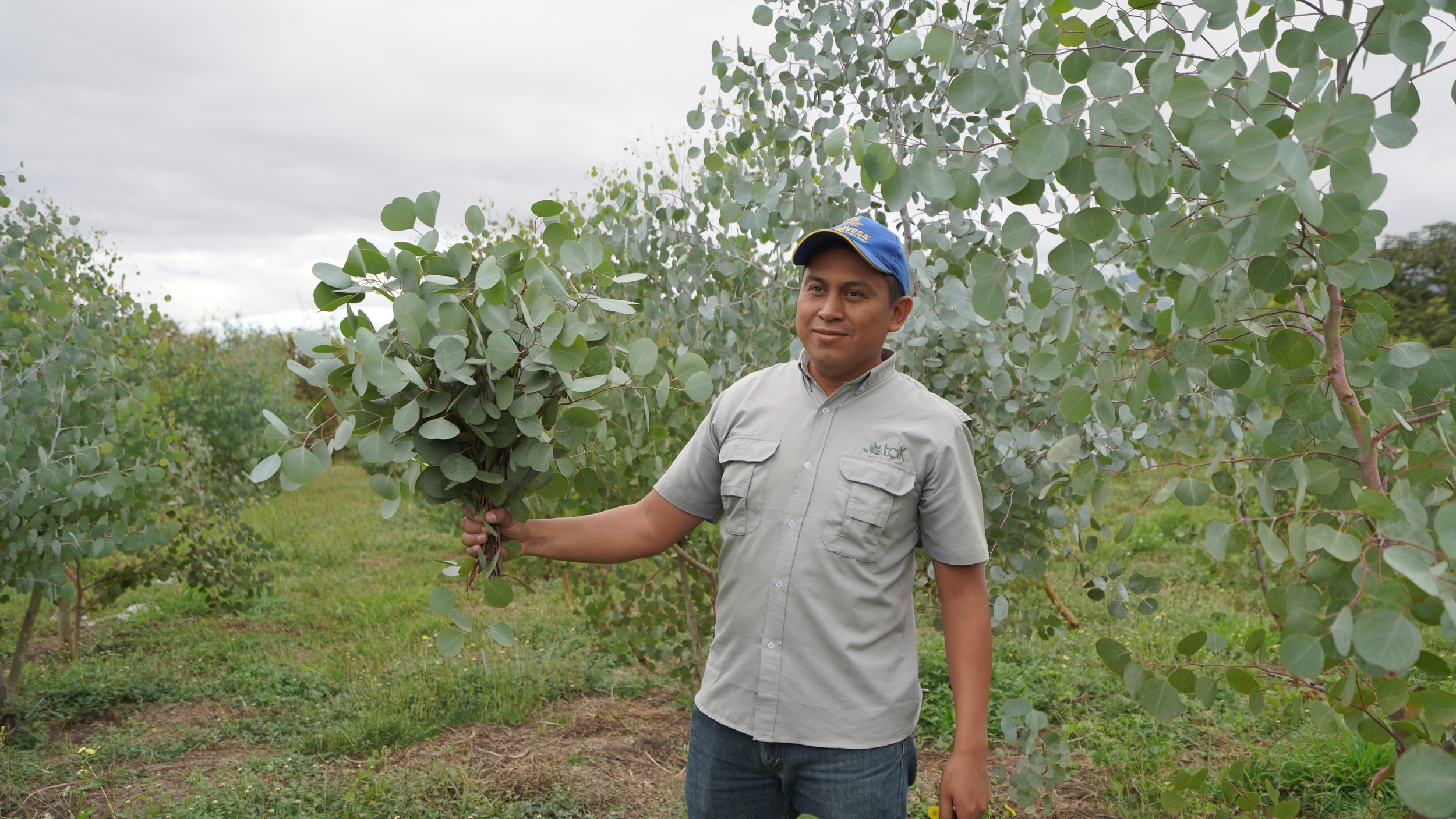 From Farm to Design: The Journey of Premium Foliage&nbsp;