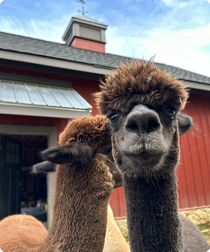 Alpaca Farm Experience | Nature-Based Youth Wellness — Kindling Minds