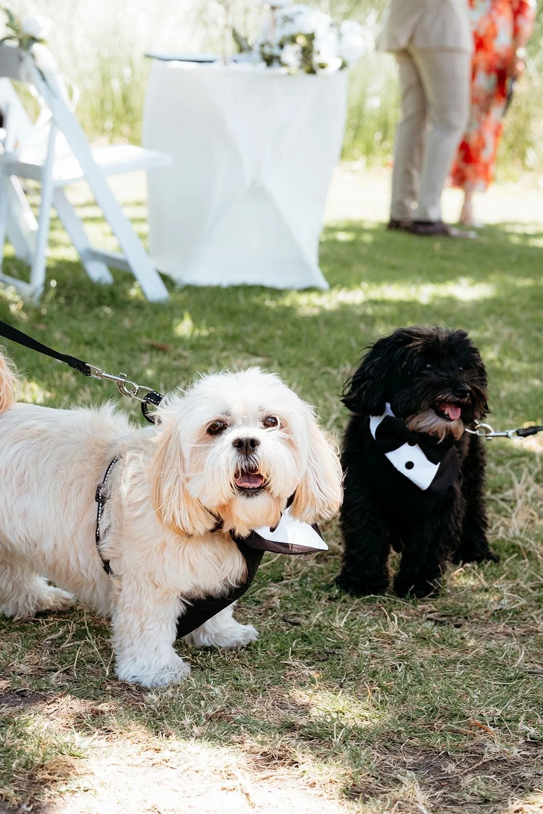 Two dogs dressed in tuxedos standing on grass at outdoor wedding or event, with tables and people in the background.