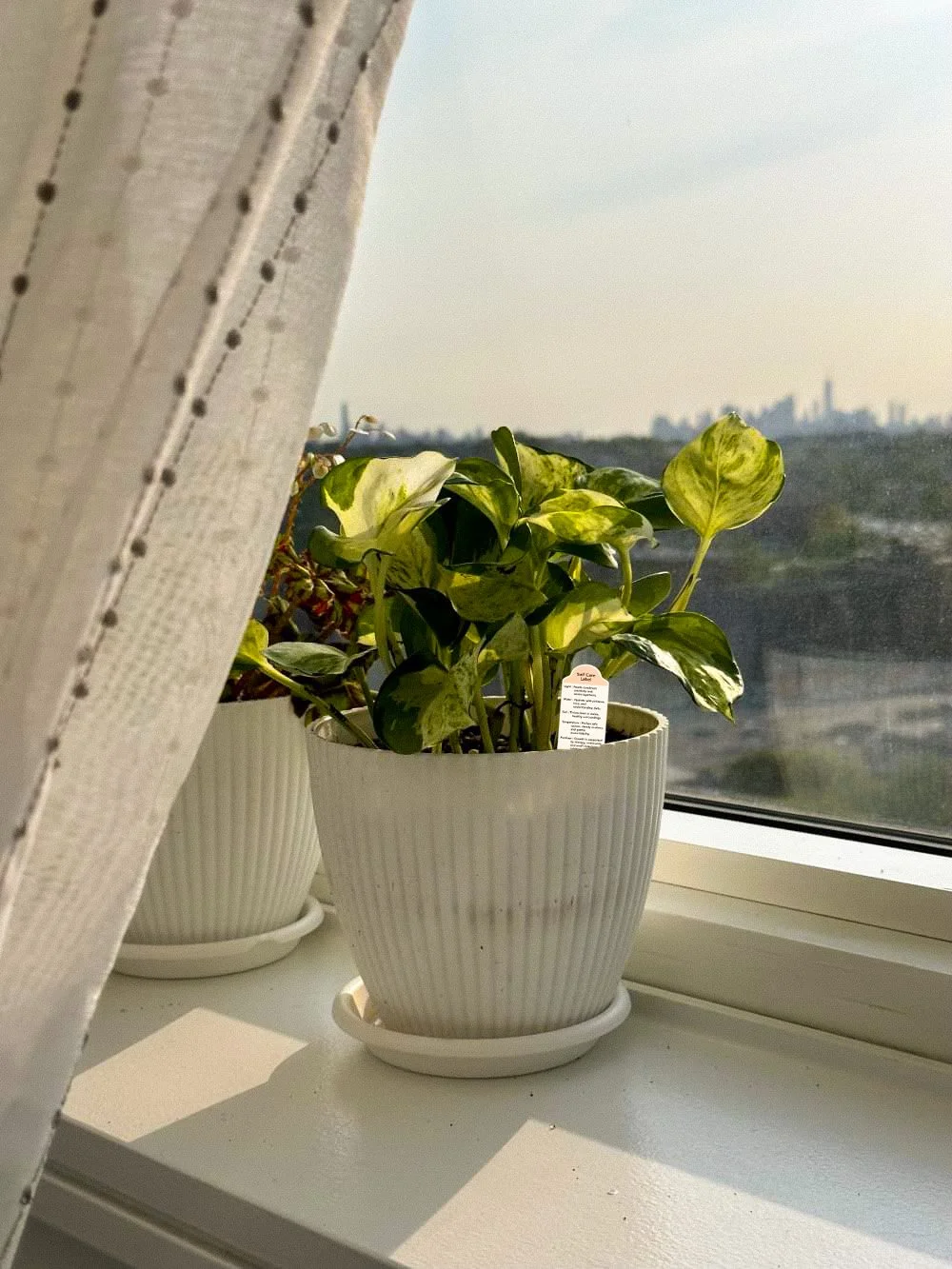 plant care is self care™