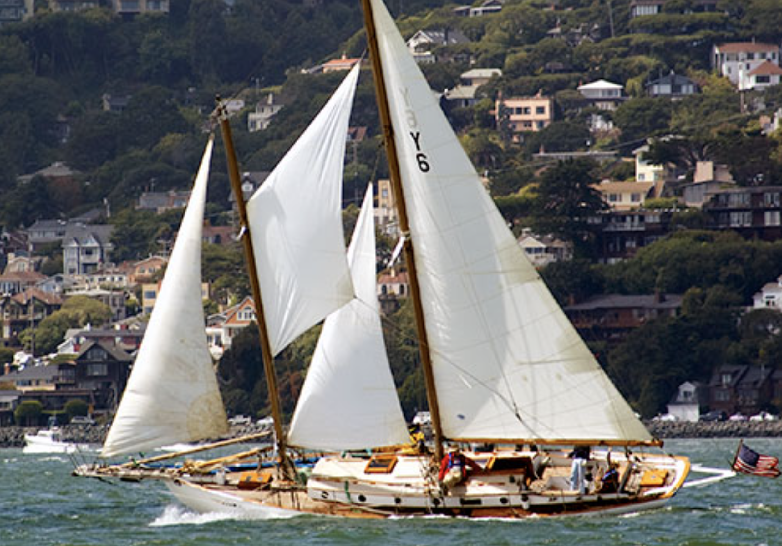 Wiletie, Photo by Roderick Bauer