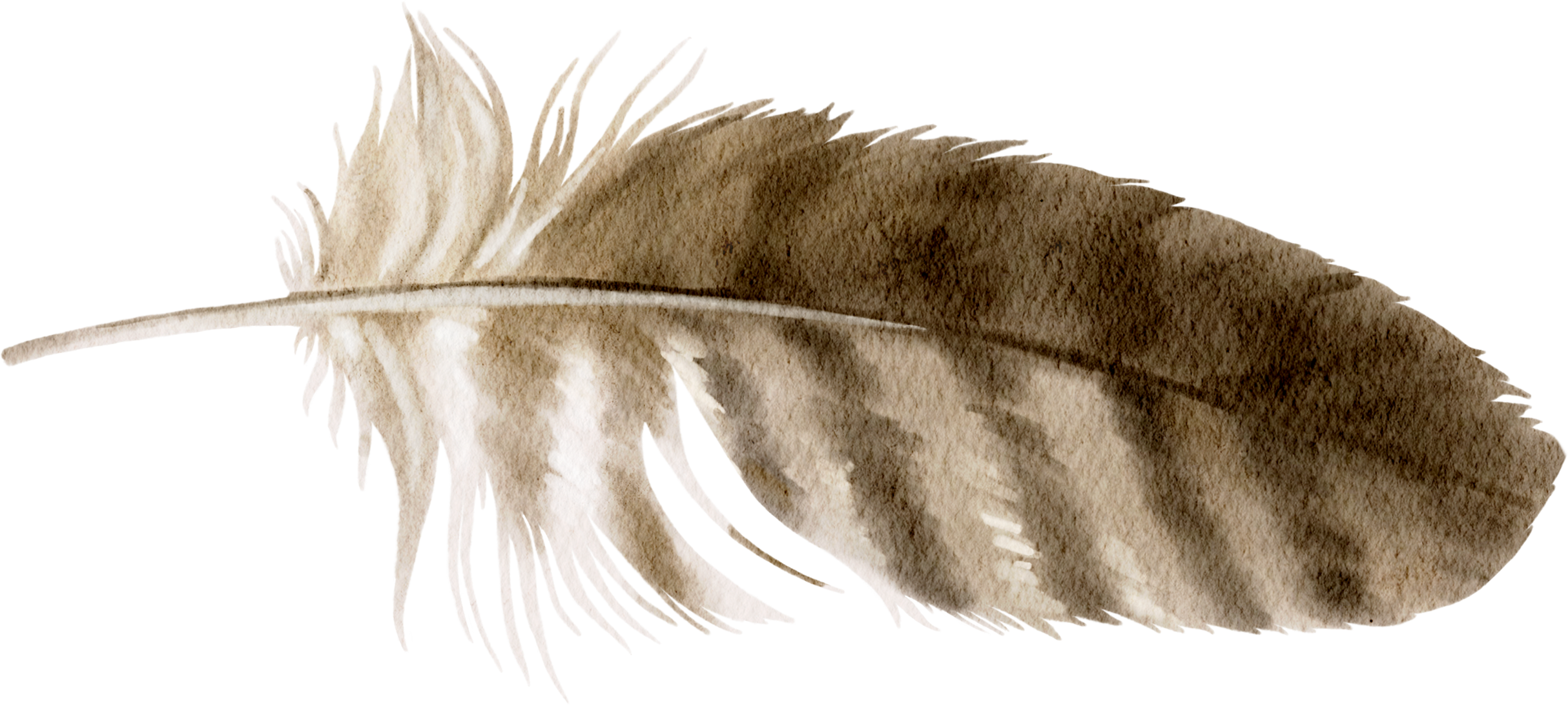 brown and tan feather
