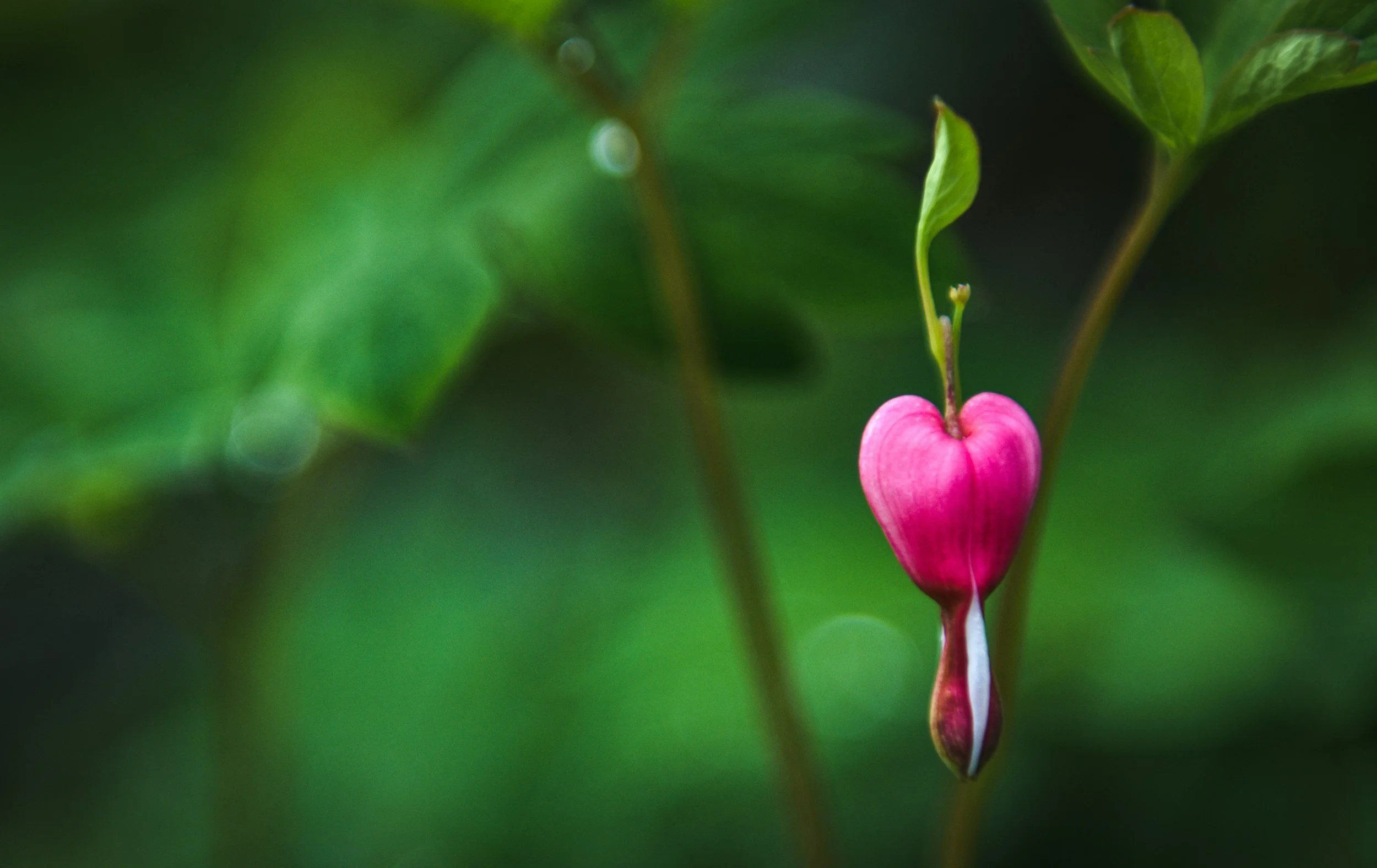 Tenderness of the Human Heart