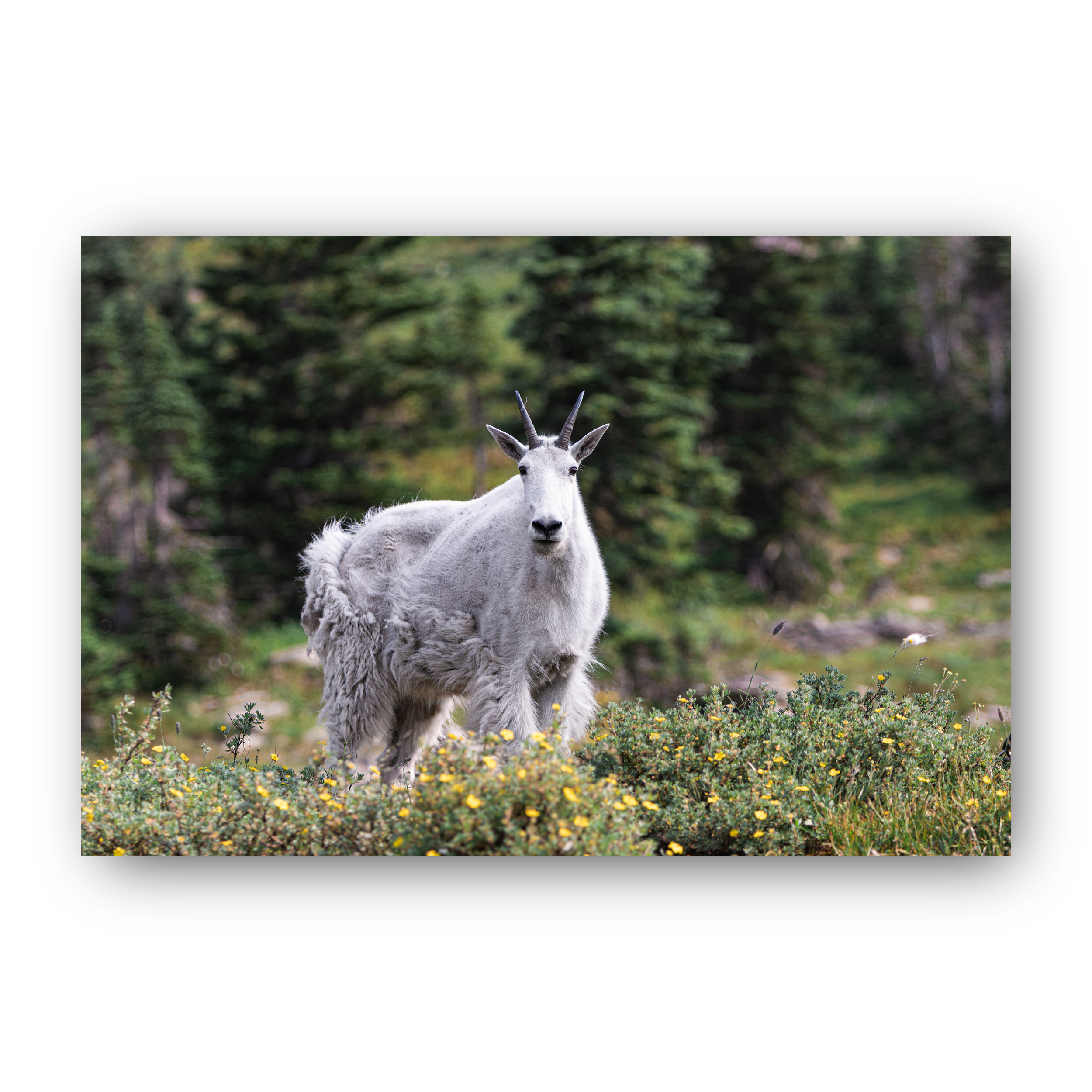 GuardianofGlacierIcon.png