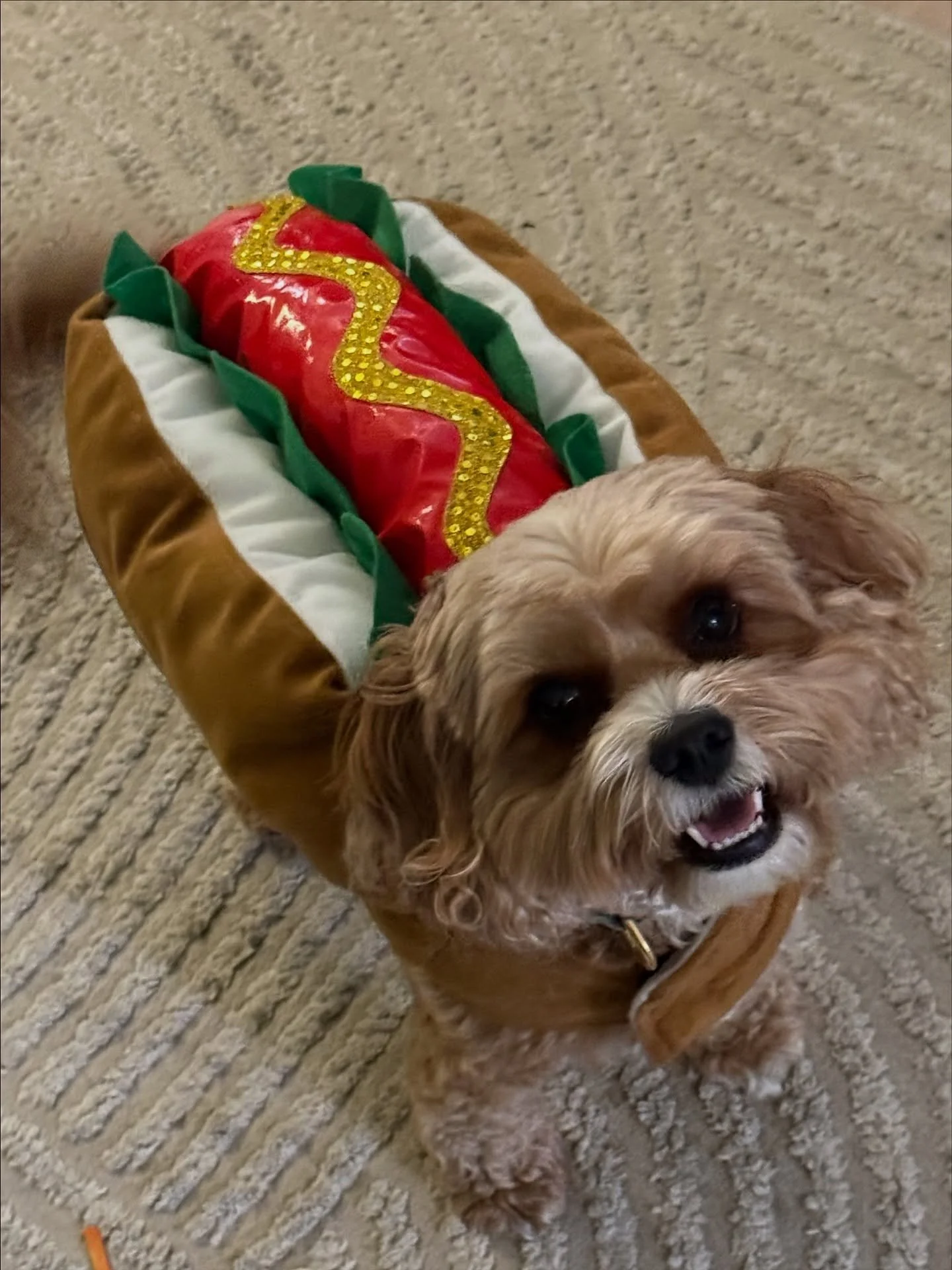 Happy Halloween! #bentley #halloween