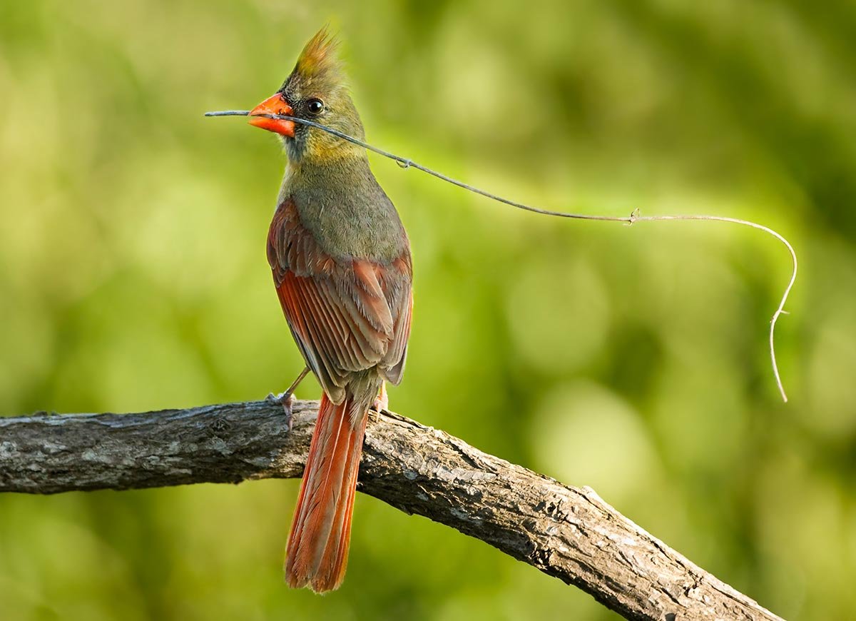 That Irritating Bird