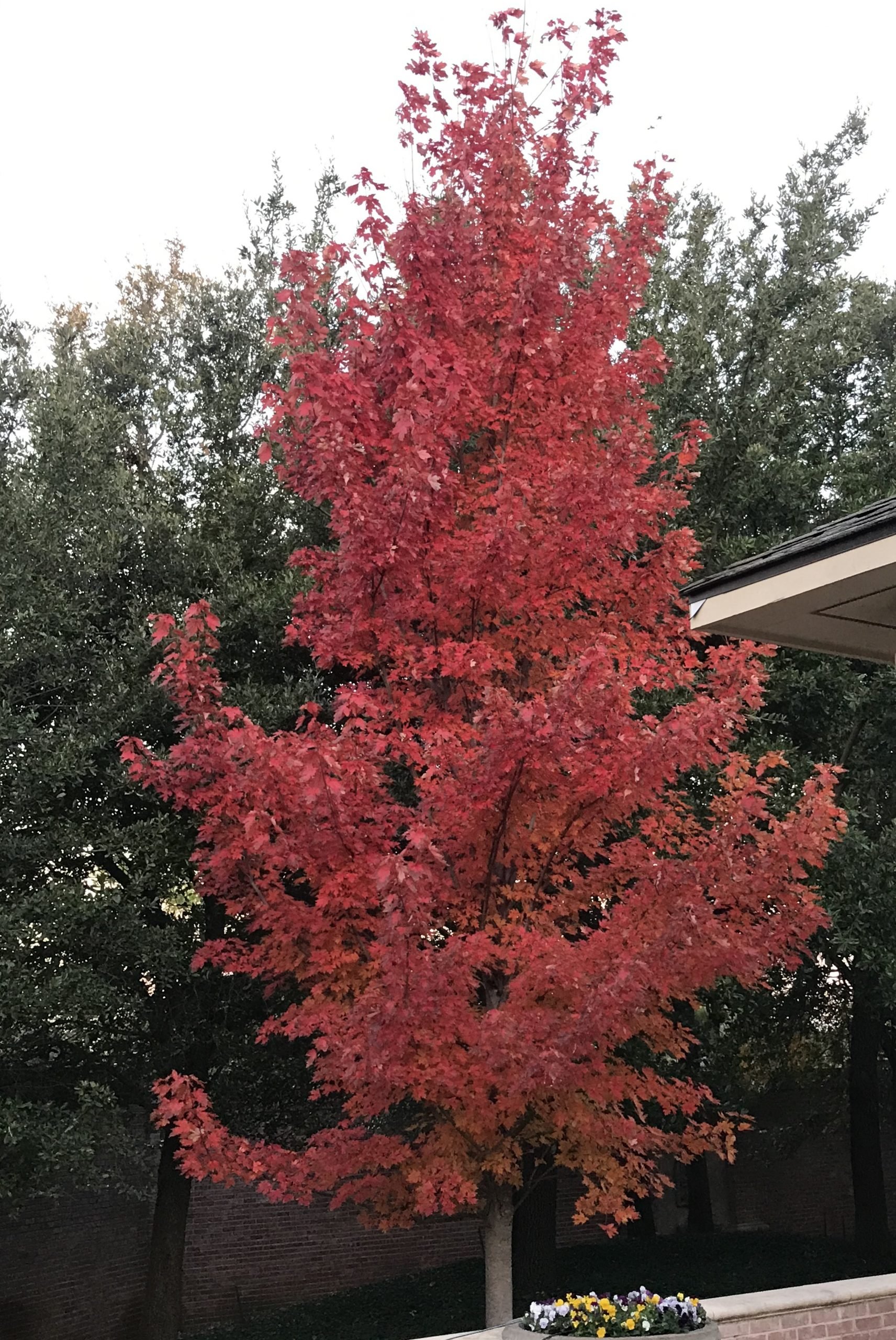 The Color of Red