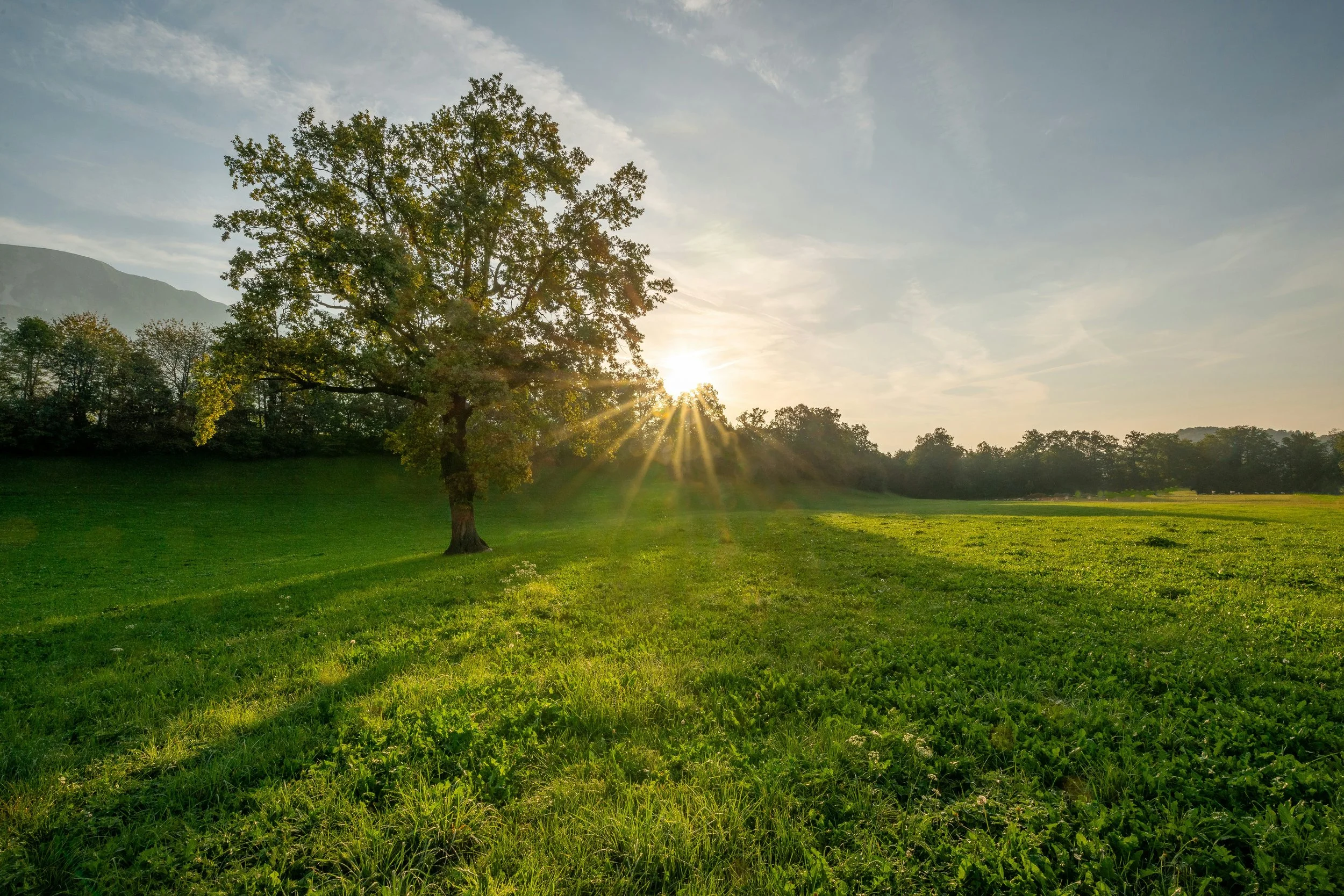 oak tree