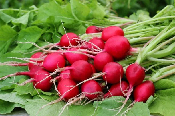 Fresh red radishes with green leaves and roots still attached.