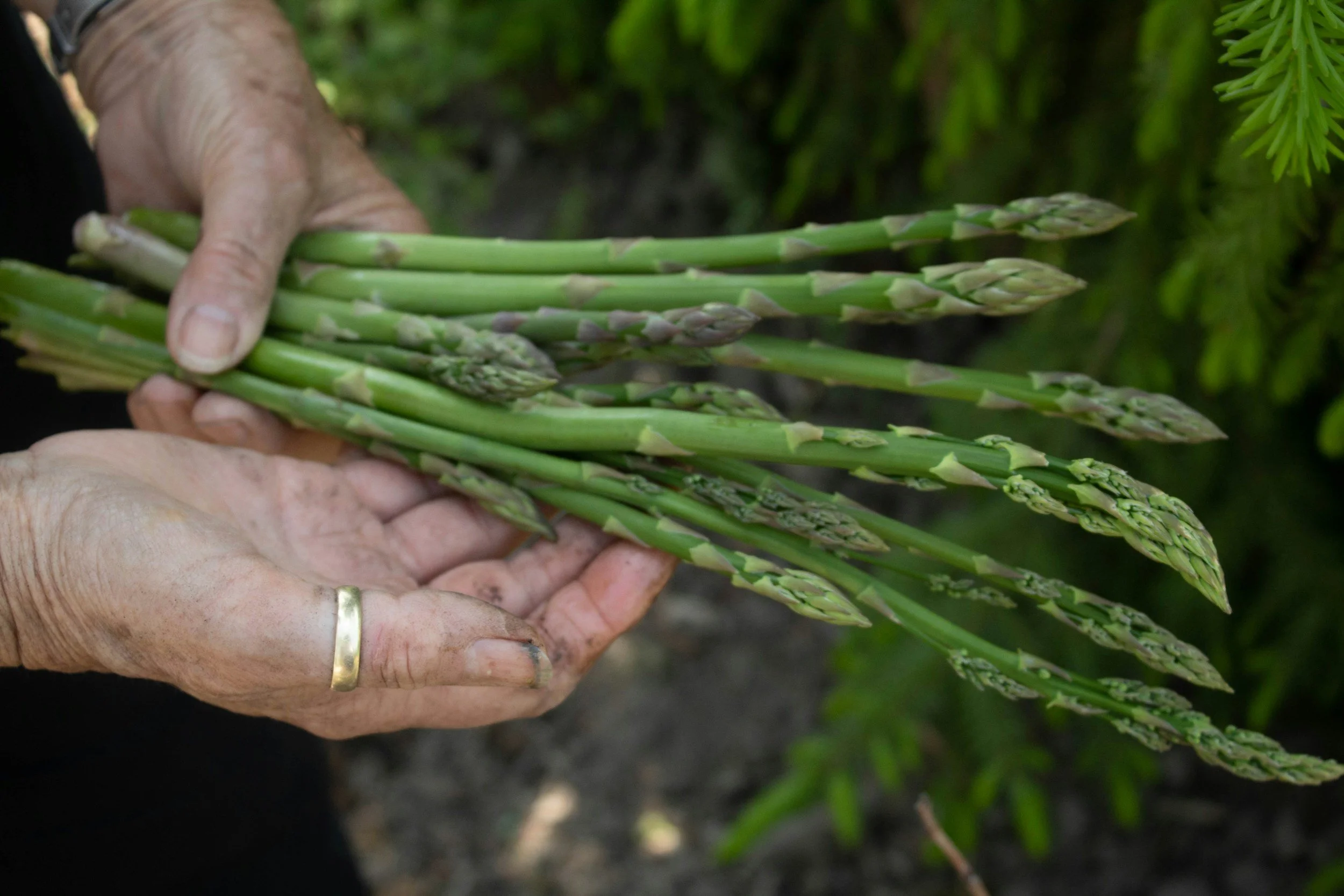 Asparagus at Sunny Meadow Farm, Bridgewater, CT