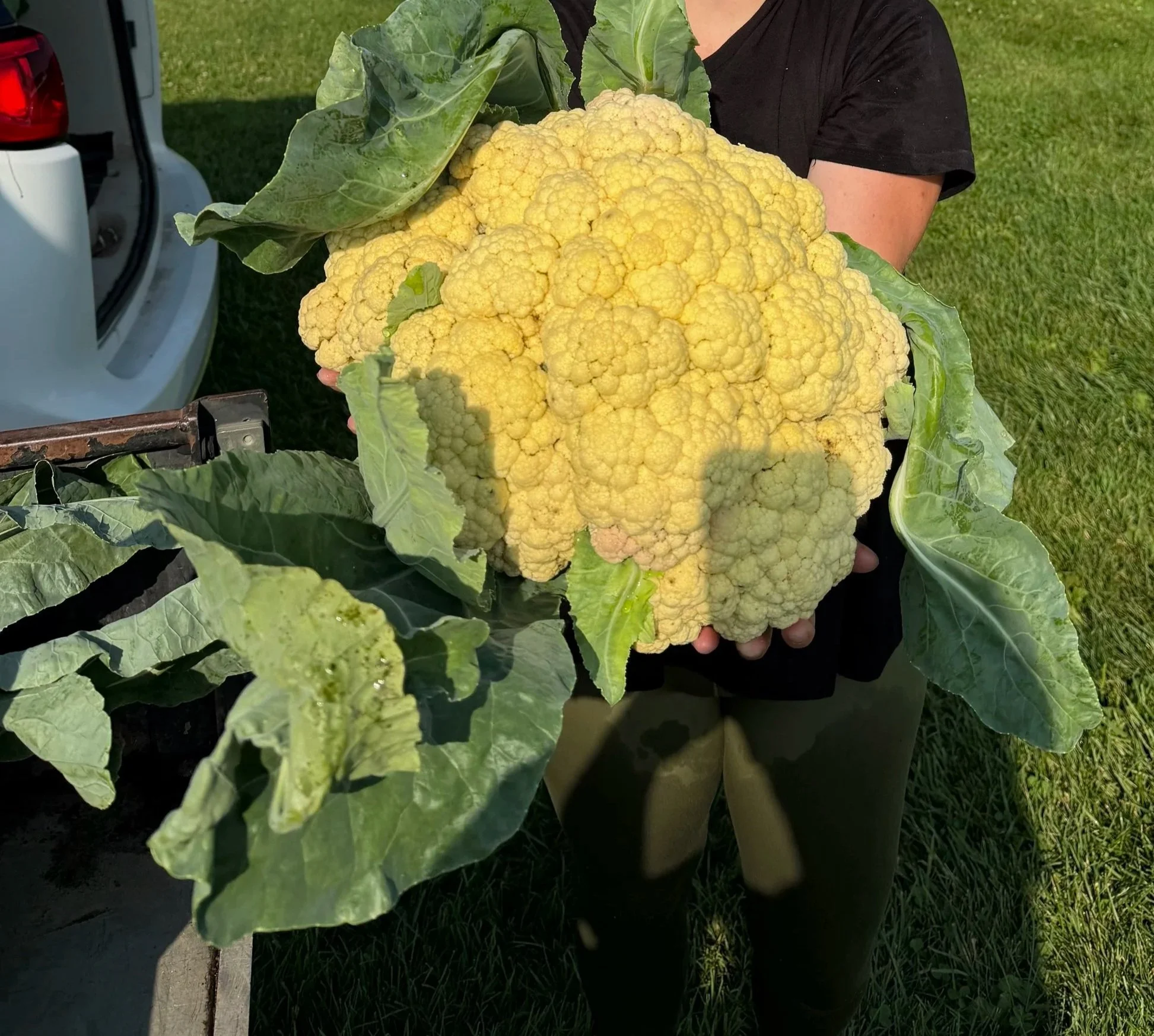 Fresh picked cauliflower from our field!