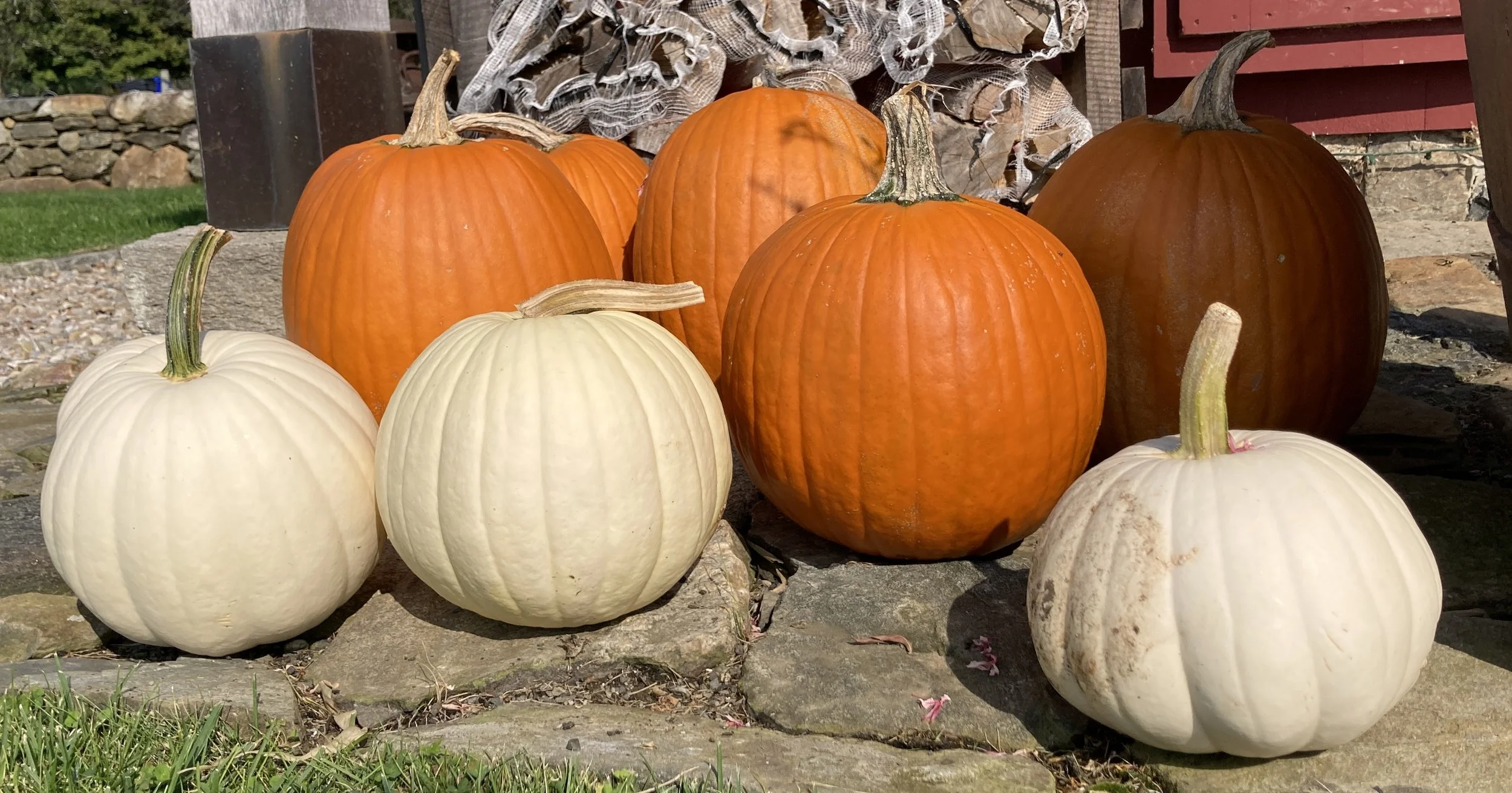 pumpkinsSMF.jpg