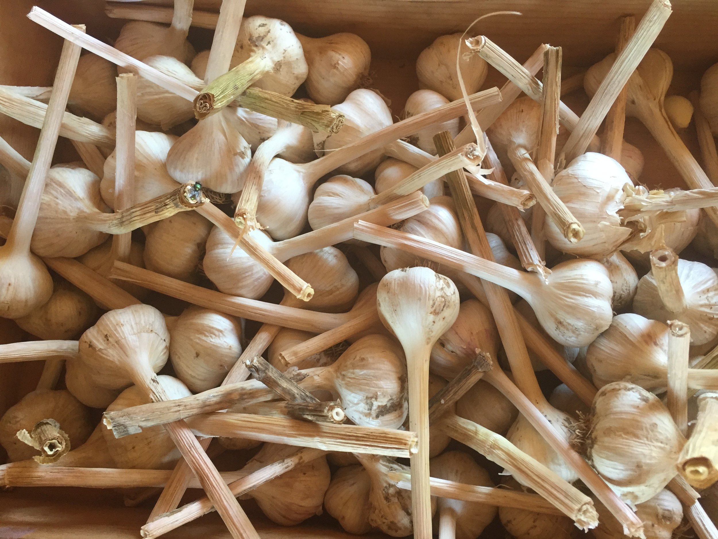 garlic.jpeg