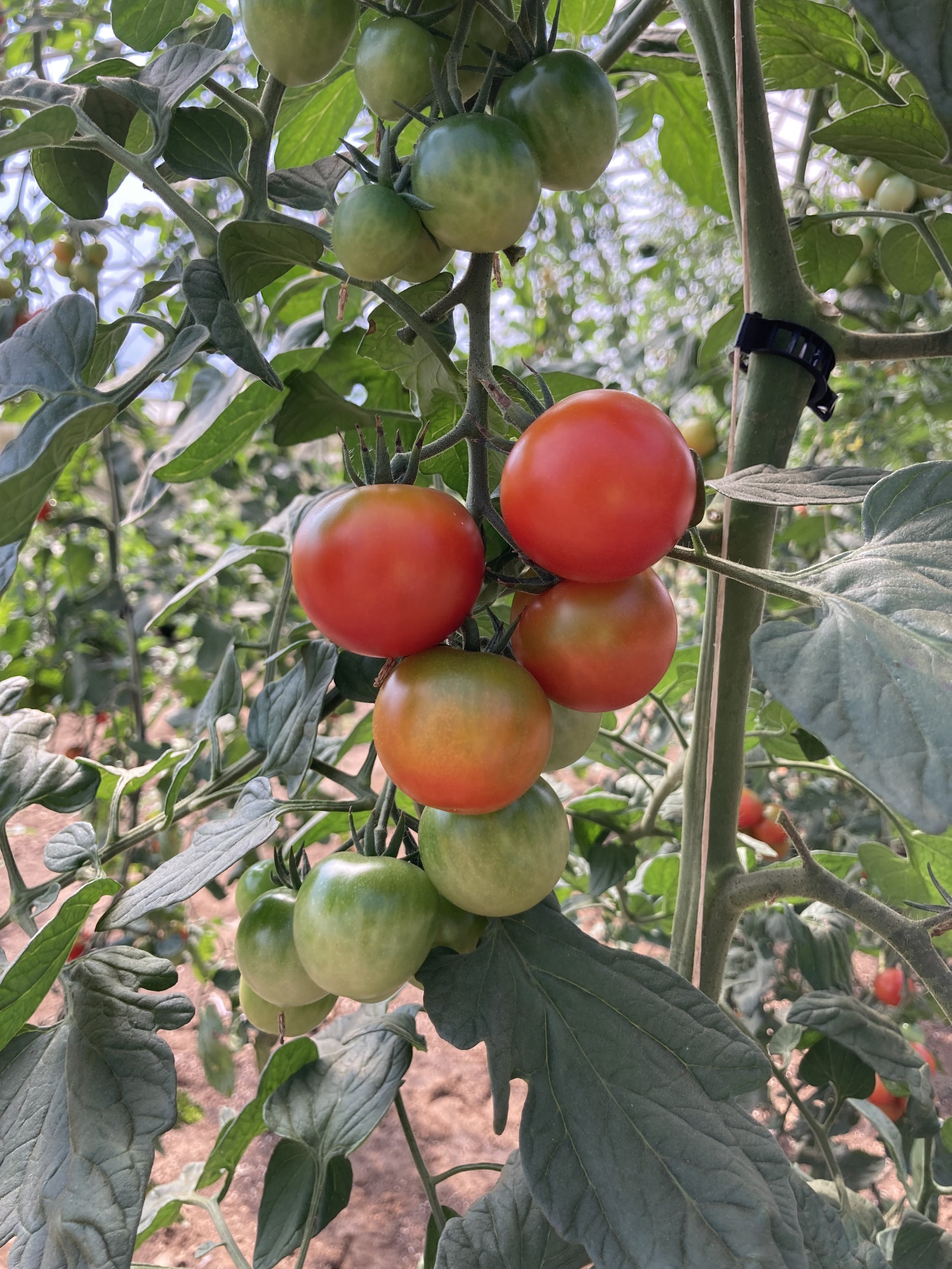 tomatoesSMF.jpeg