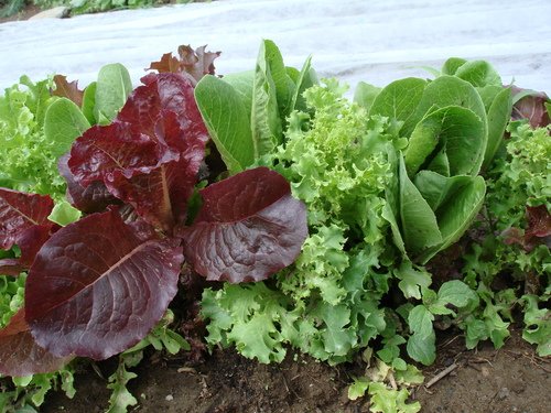 lettucegreens.jpeg