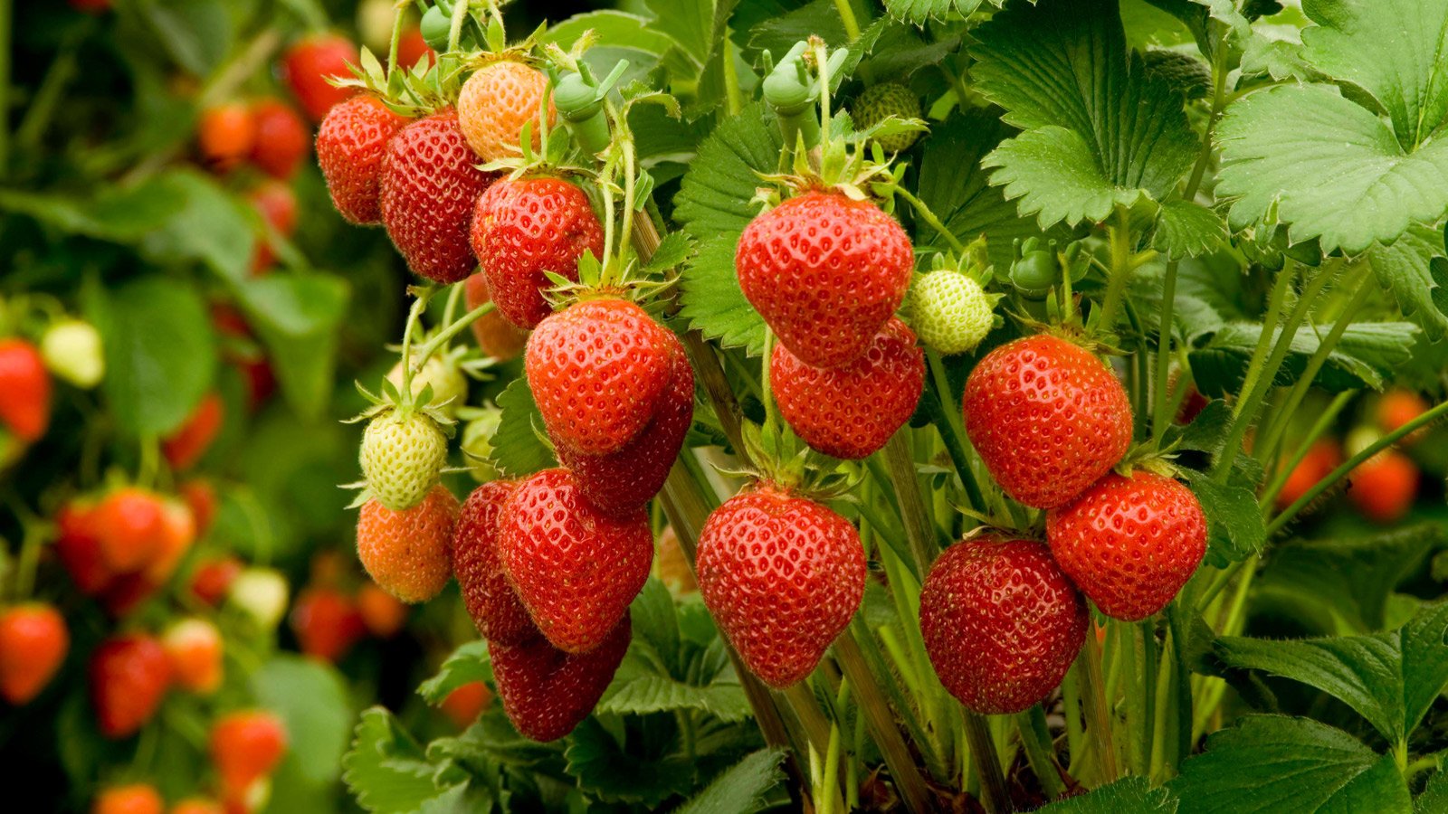 strawberries.jpeg