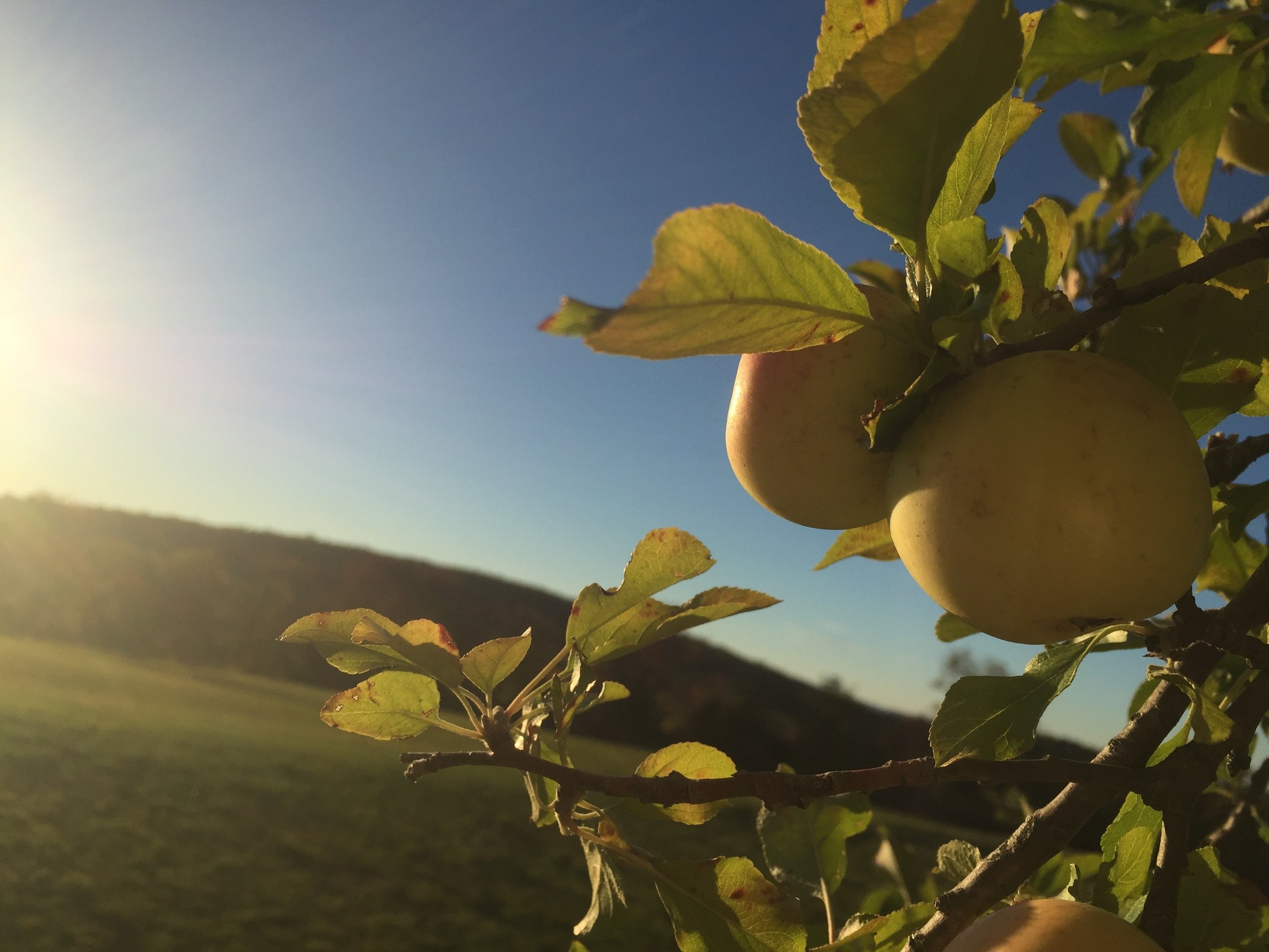 Apple orchard at Sunny Meadow Farm, Bridgewater, CT
