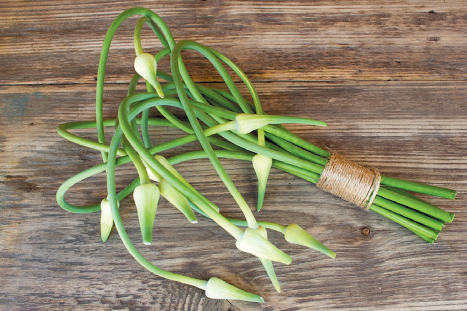 garlic-scape.jpg