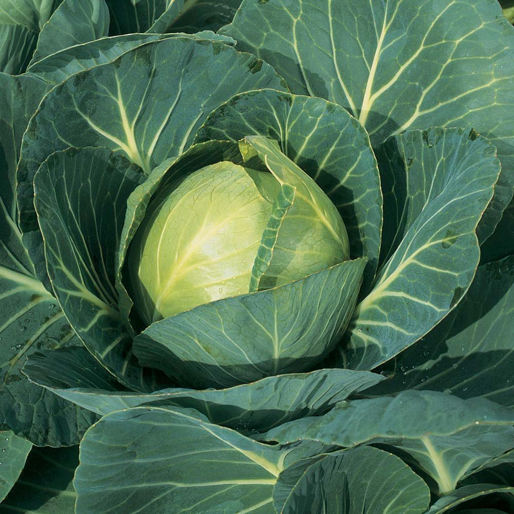Cabbage.jpg