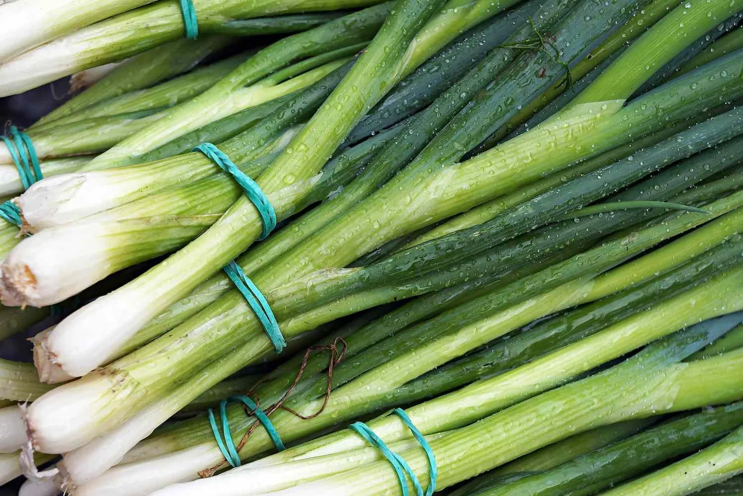 Bunches of fresh green onions with water droplets, tied with blue rubber bands.