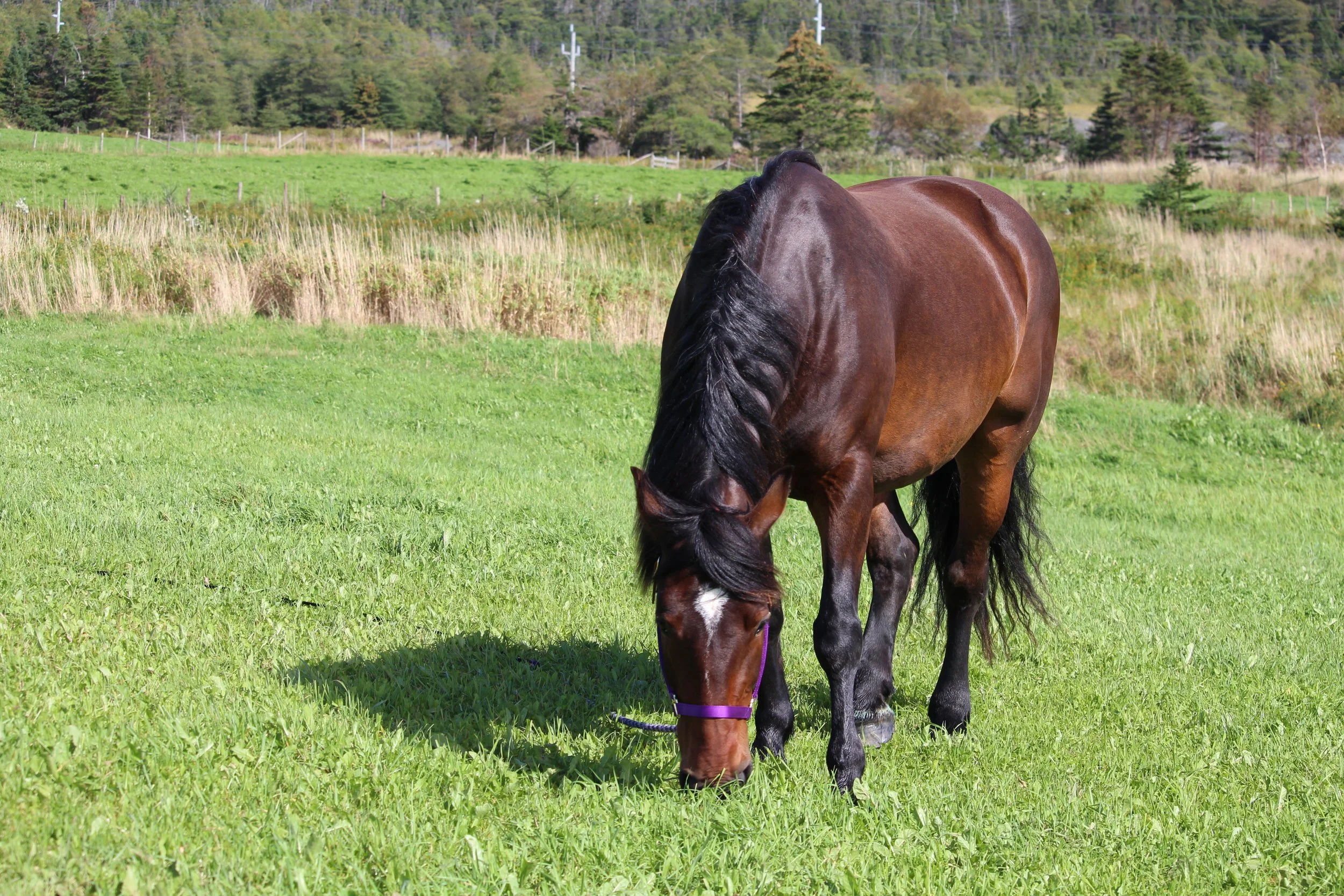 A bay horse with a black mane and tail grazing on green grass in a pasture, wearing a purple halter. Trees and a fence are visible in the background.