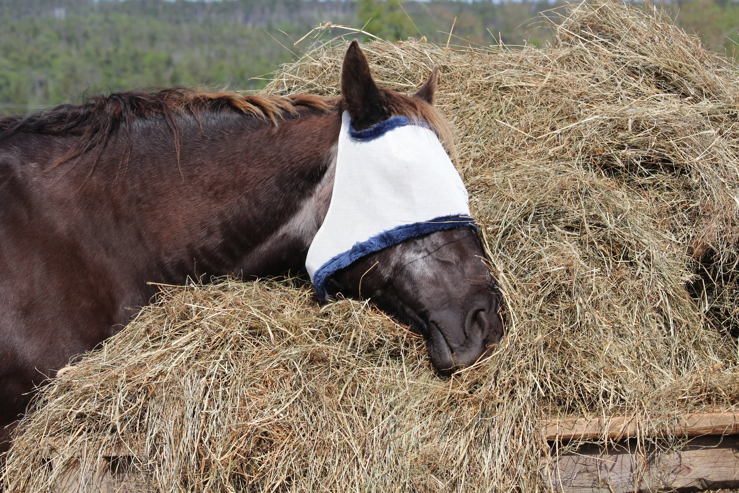 Horse with a fly mask resting on a pile of hay.