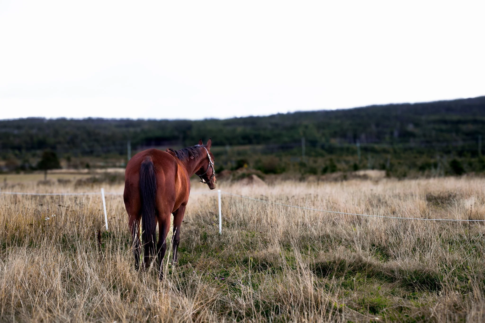 Bay horse standing in a field with a grassy landscape and distant forest.