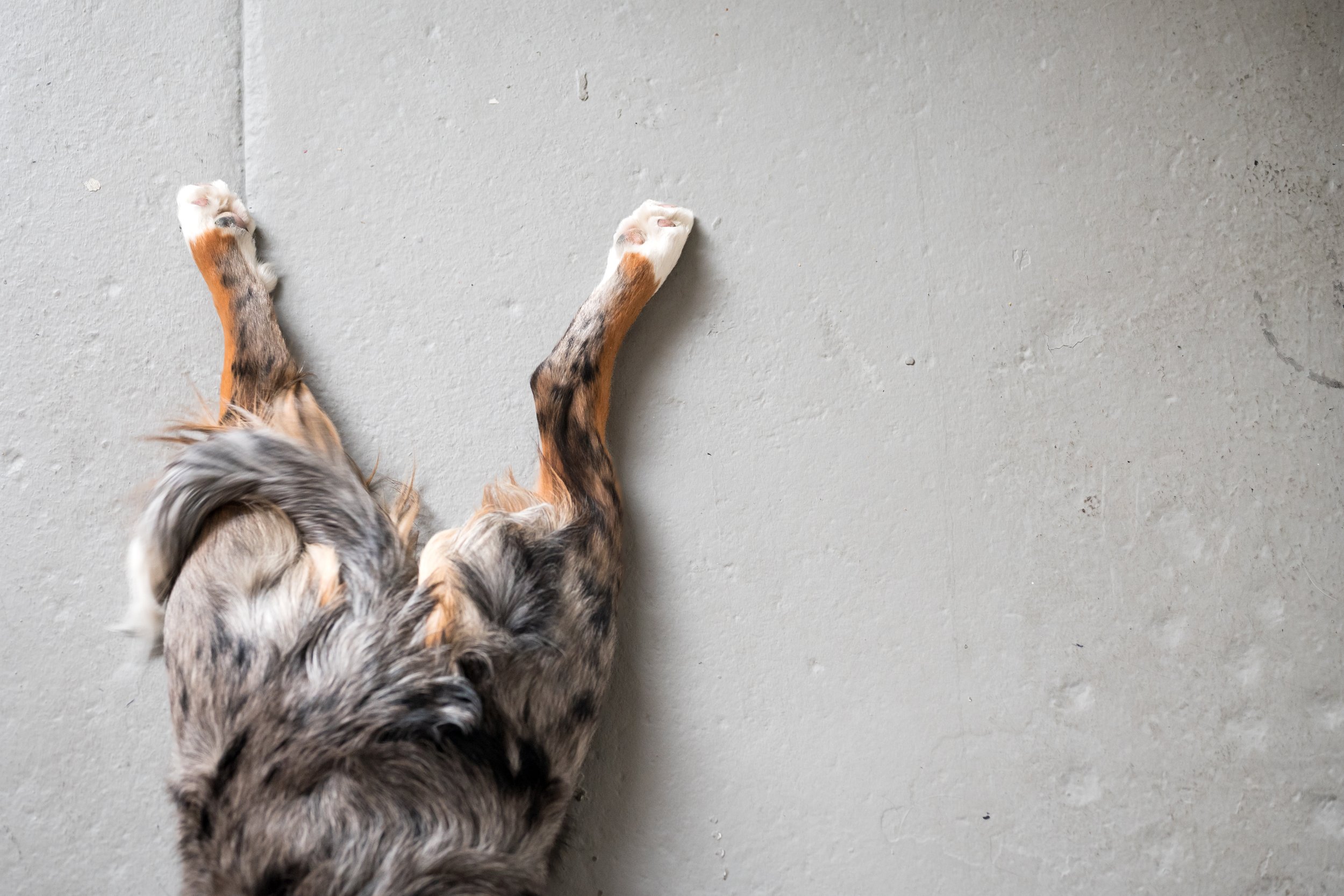 Birdie (photo cred: Simply Love Photography)