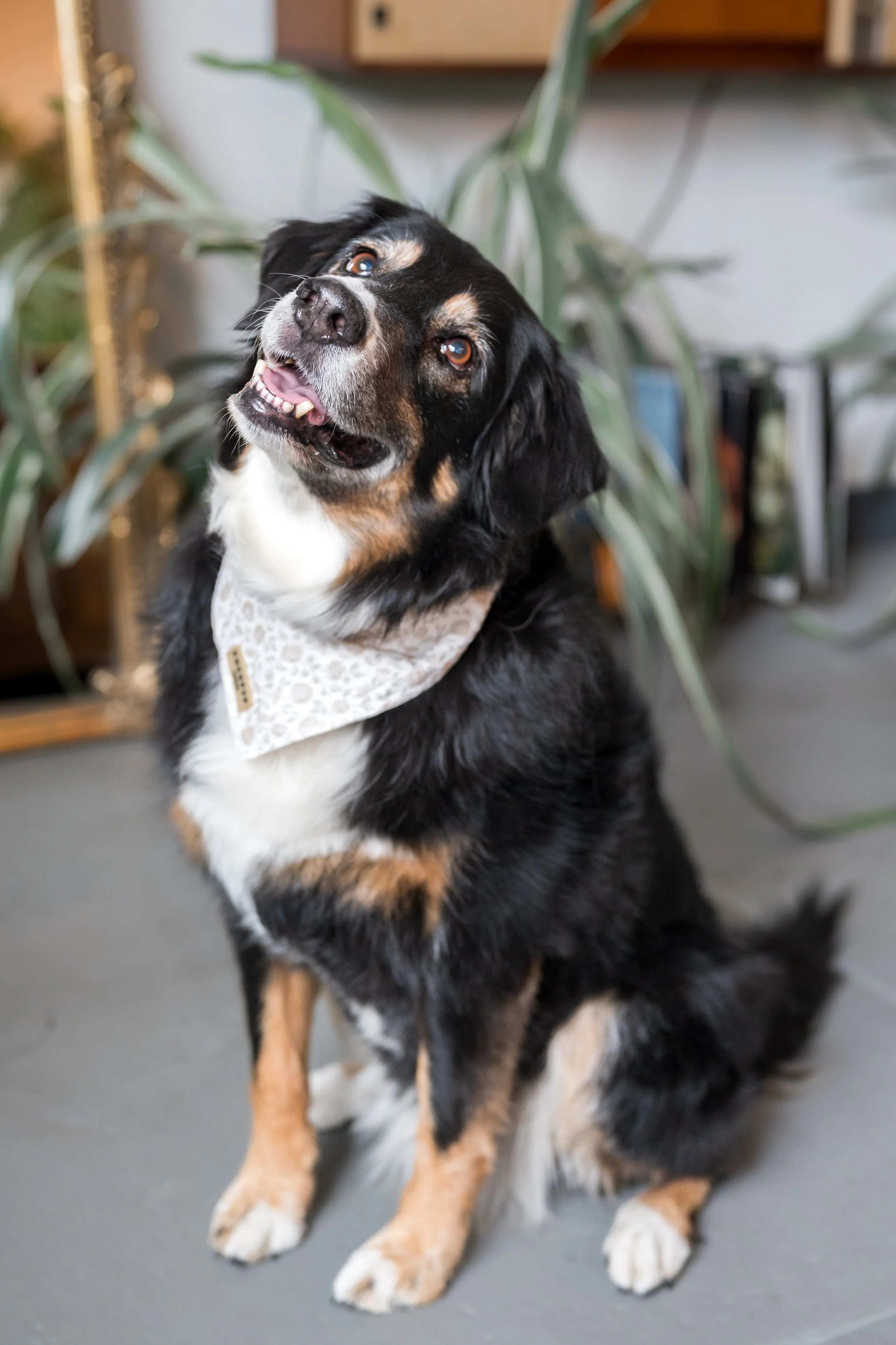 Lucy (photo cred: Simply Love Photography)