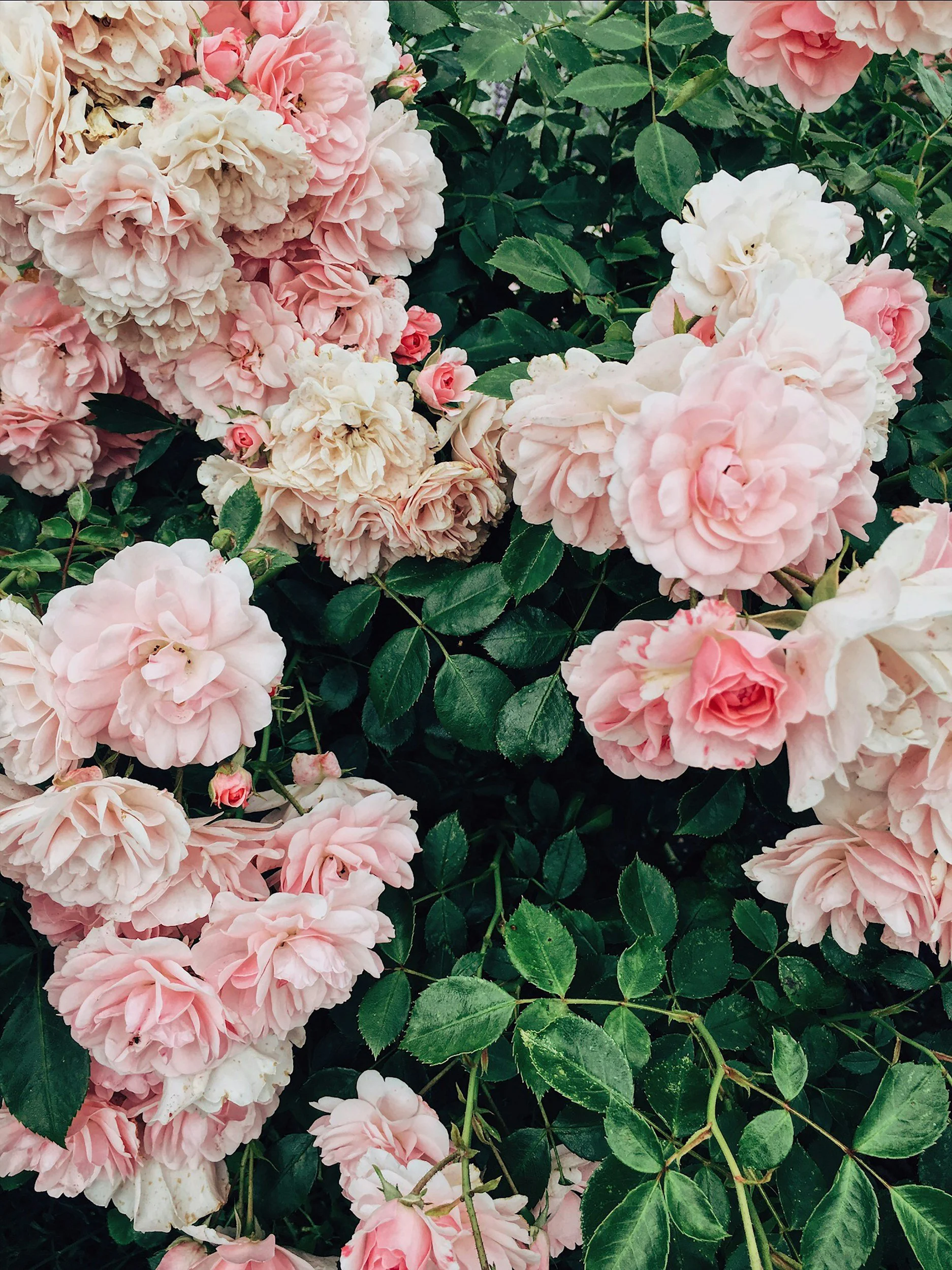 Close-up of pink and white roses blooming among lush green leaves