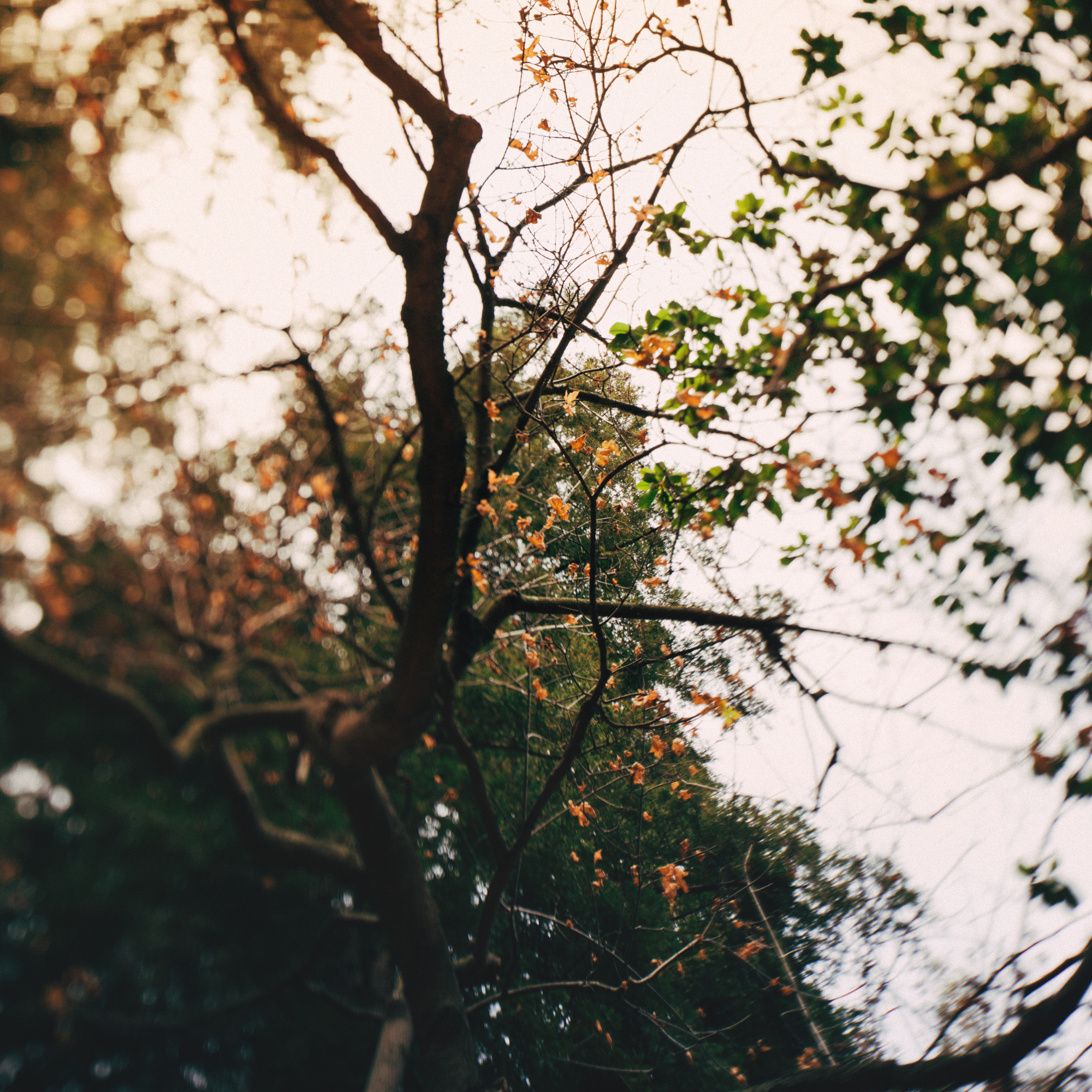Tree branches with some leaves, some green and some orange, seen against a bright sky, with a blurry foreground and background.